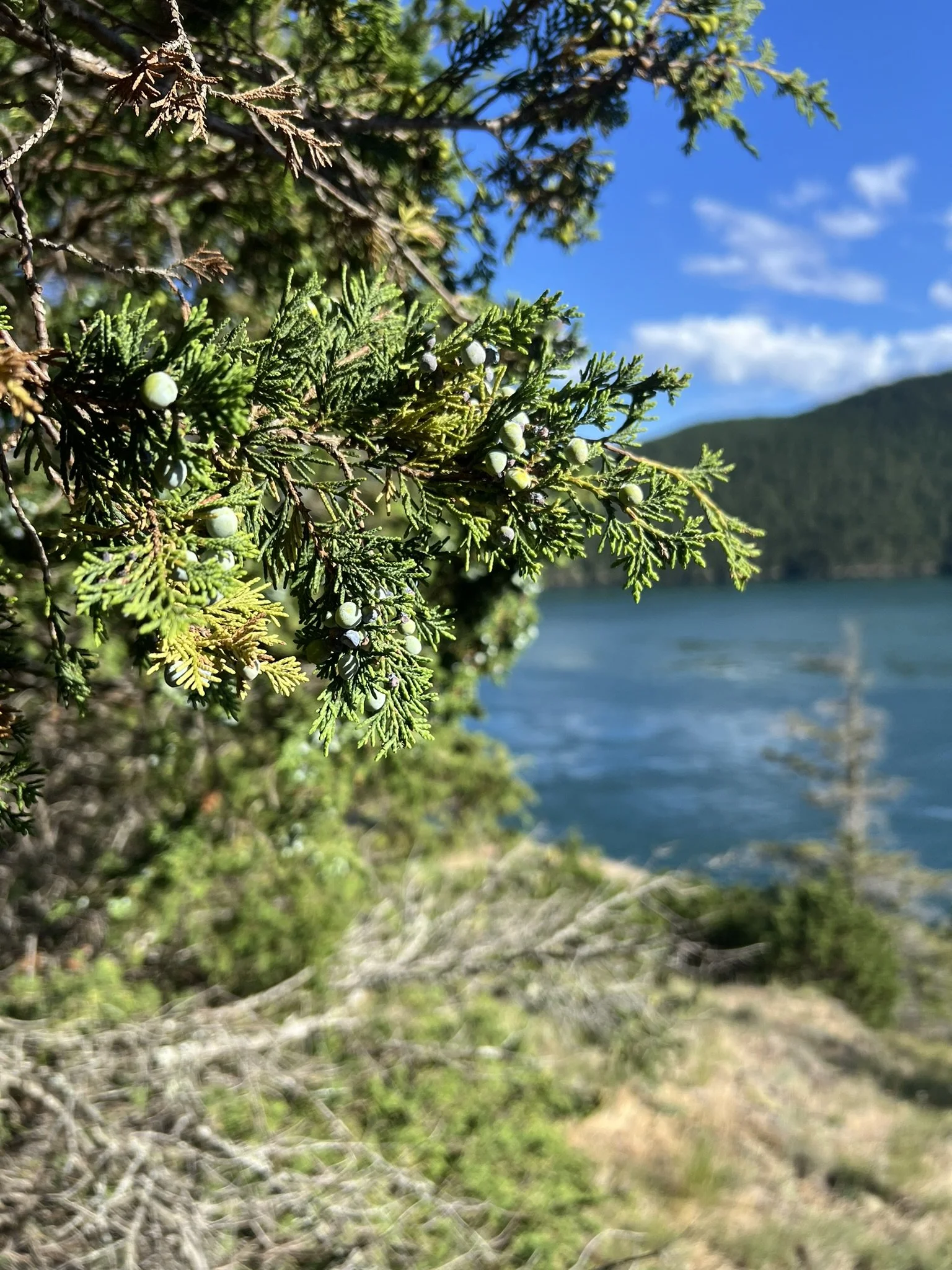 IMG_7961.JPEG