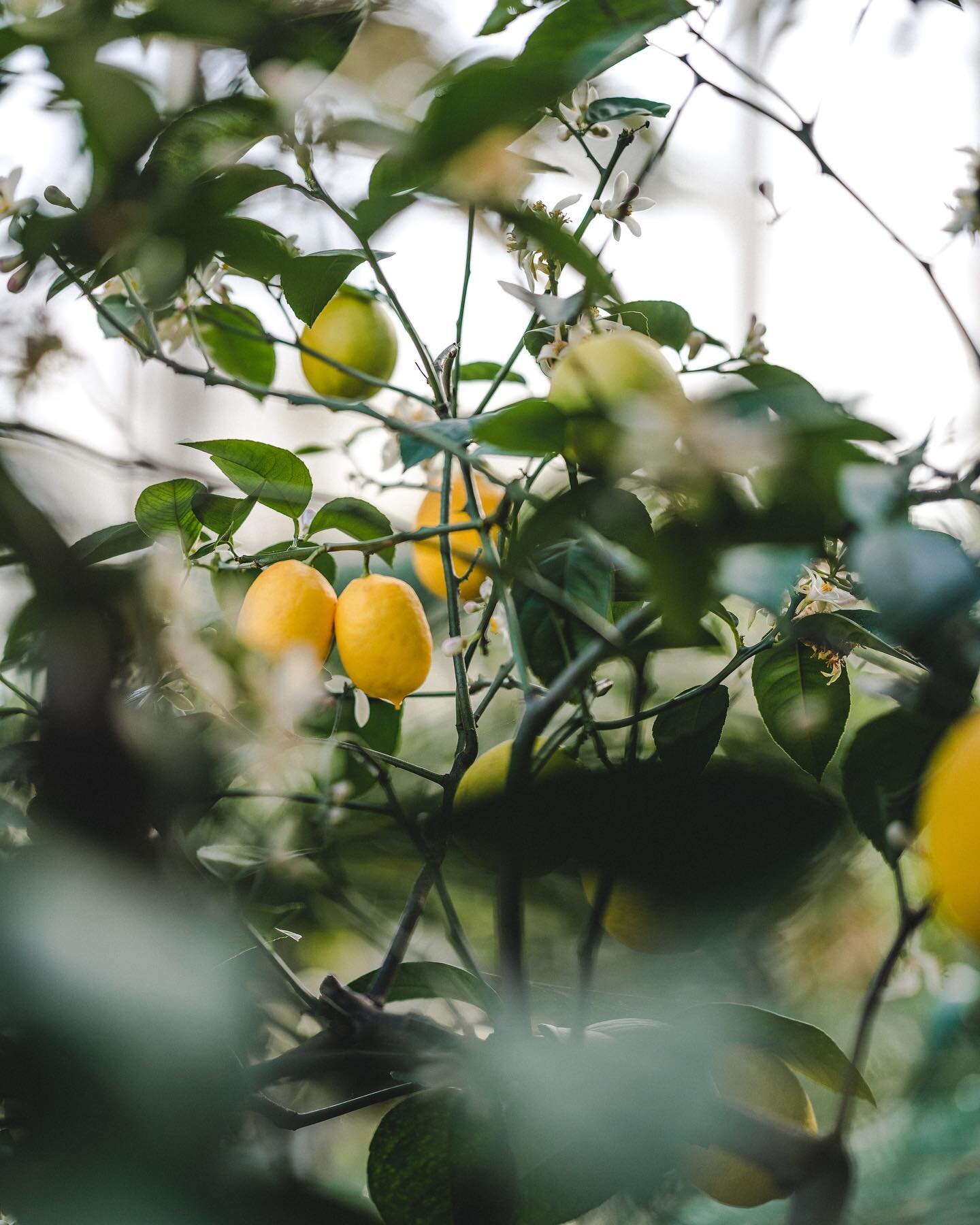 ⠀⠀⠀⠀⠀⠀⠀⠀⠀⠀⠀⠀
When life gives you lemons - make lemon zest!
⠀⠀⠀⠀⠀⠀⠀⠀⠀⠀⠀⠀
A versatile ingredient that can be made easily and reduce food waste - lemon peels can be used fresh or dried, in both savoury and sweet cocktails. 
⠀⠀⠀⠀⠀⠀⠀⠀⠀⠀⠀⠀
At Mister Bitter