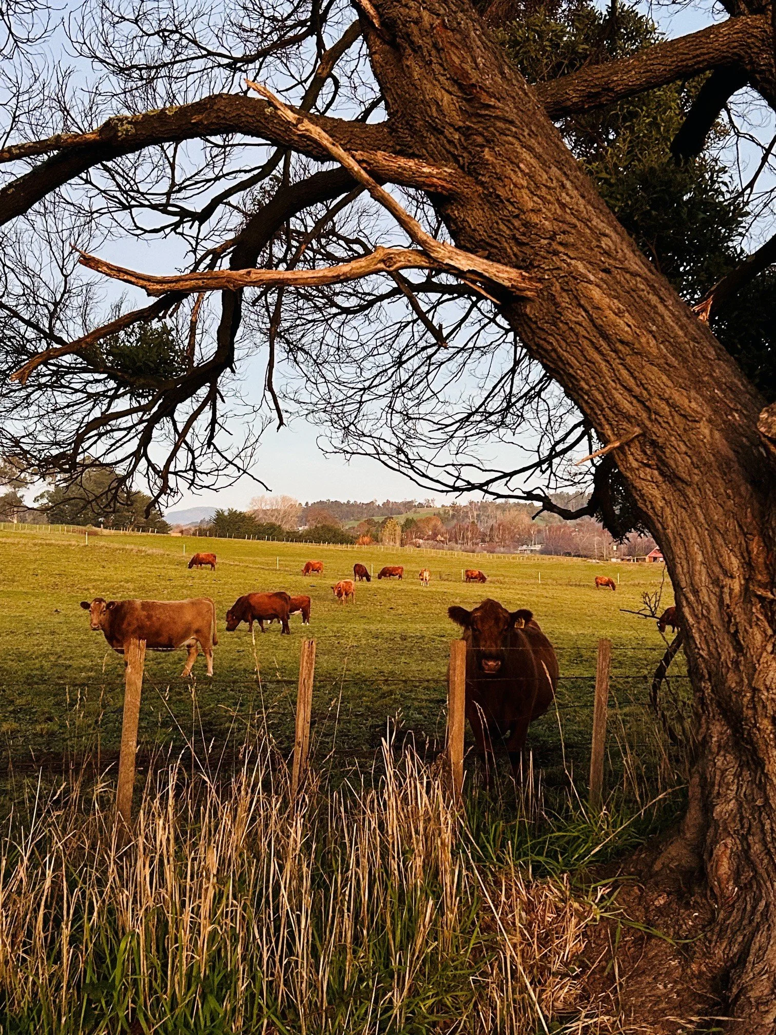 Cows 1.jpg