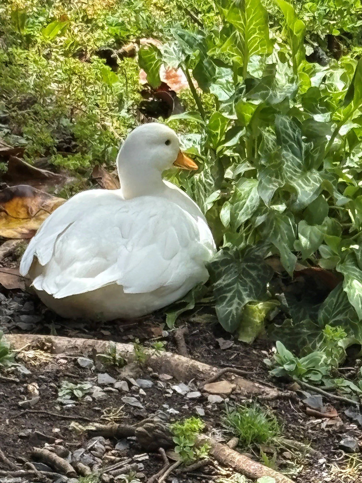 Duck 1.jpg
