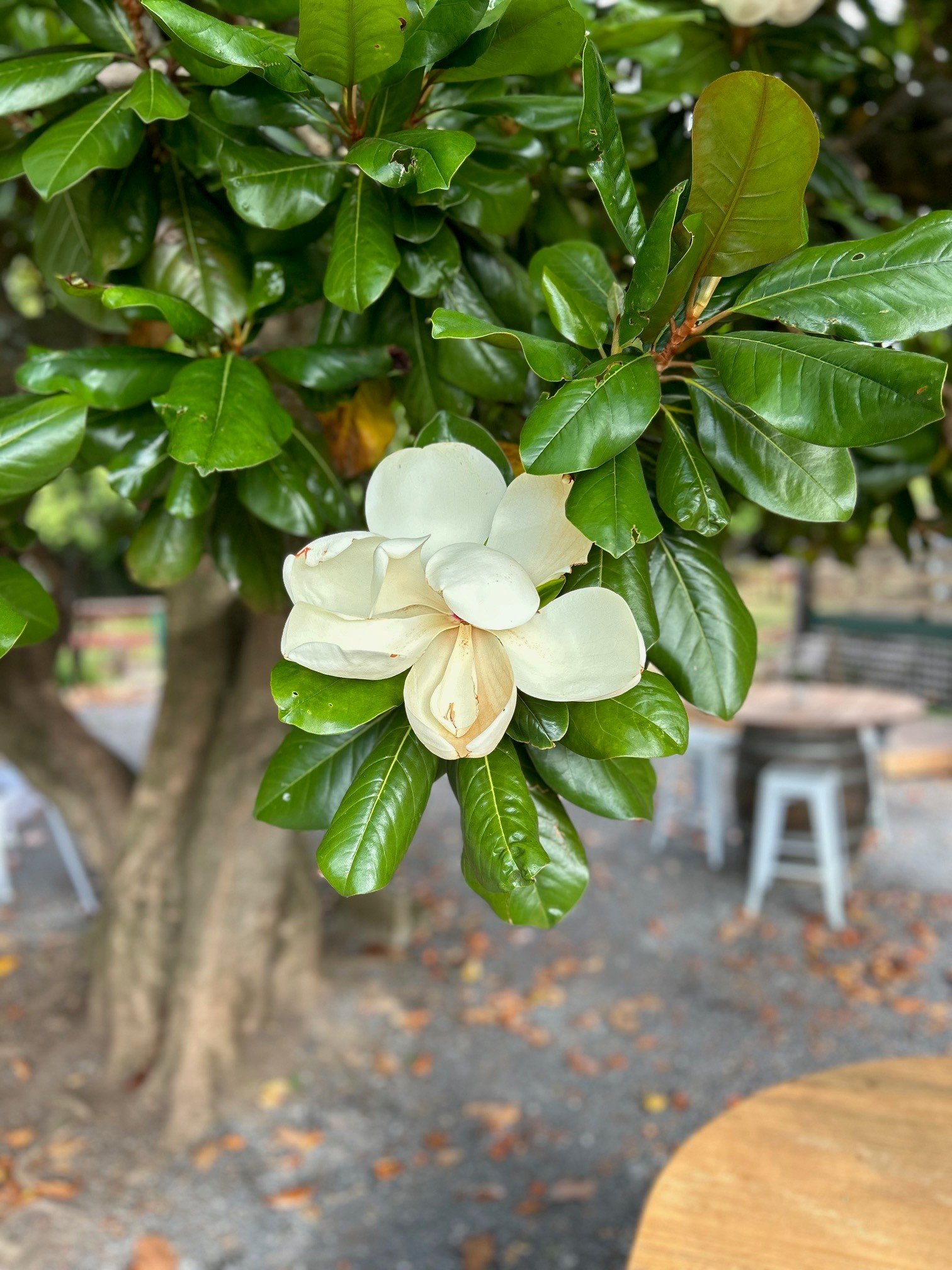 Magnolia 1.jpg