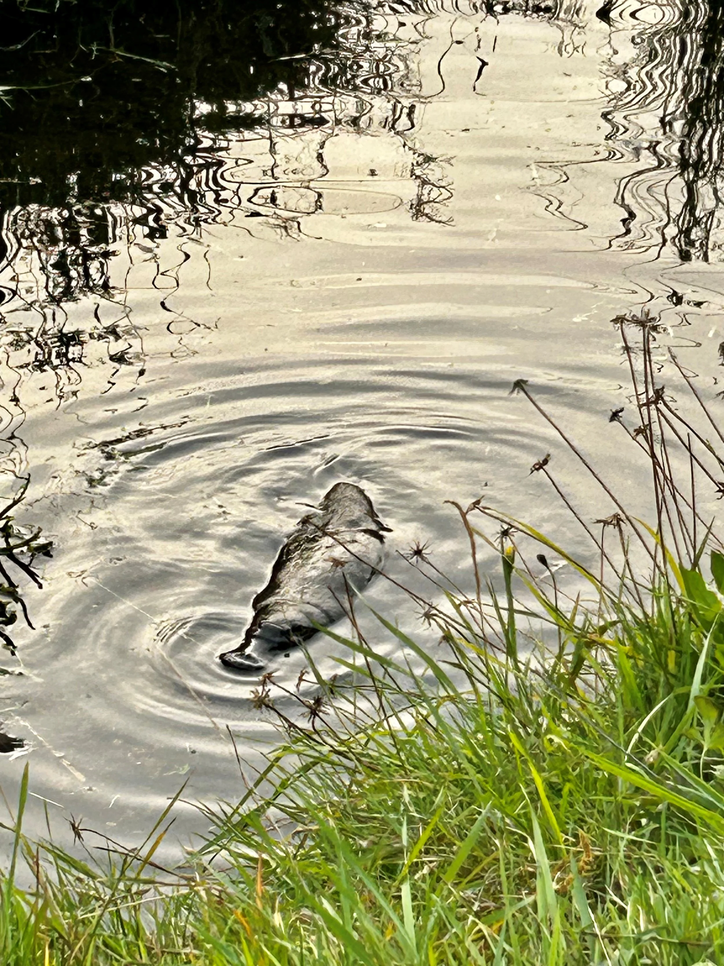 Platypus 2.jpg
