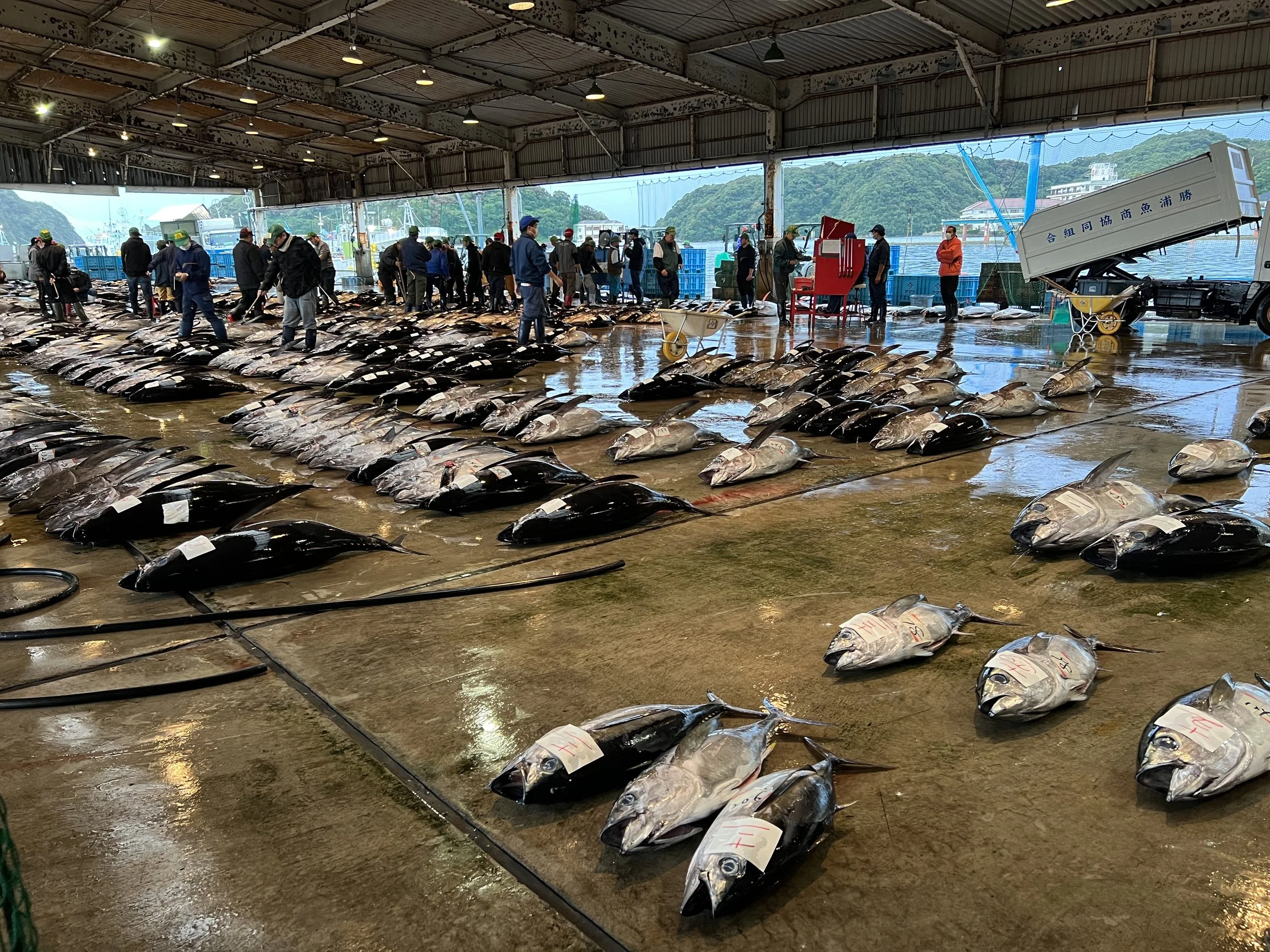 Tuna auction in Nachi-Katsuura, Wakayama, Japan