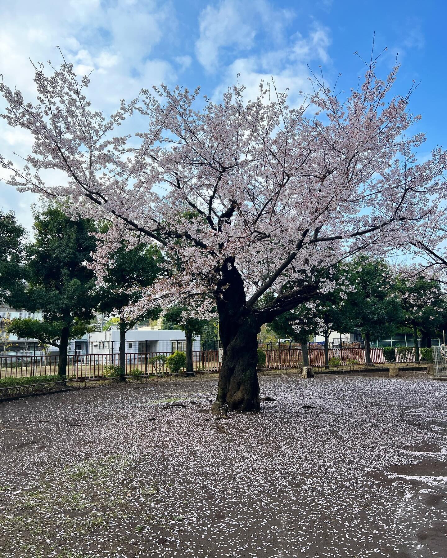 Sakura are blooming later this year in Tokyo.🌸 

Last year, I enjoyed so much cherry blossoms in the area where I lived near Futako-Tamagawa. 🥰

If you want to experience a bit of Tokyo suburban life and sakura at the same time, I recommend the fol