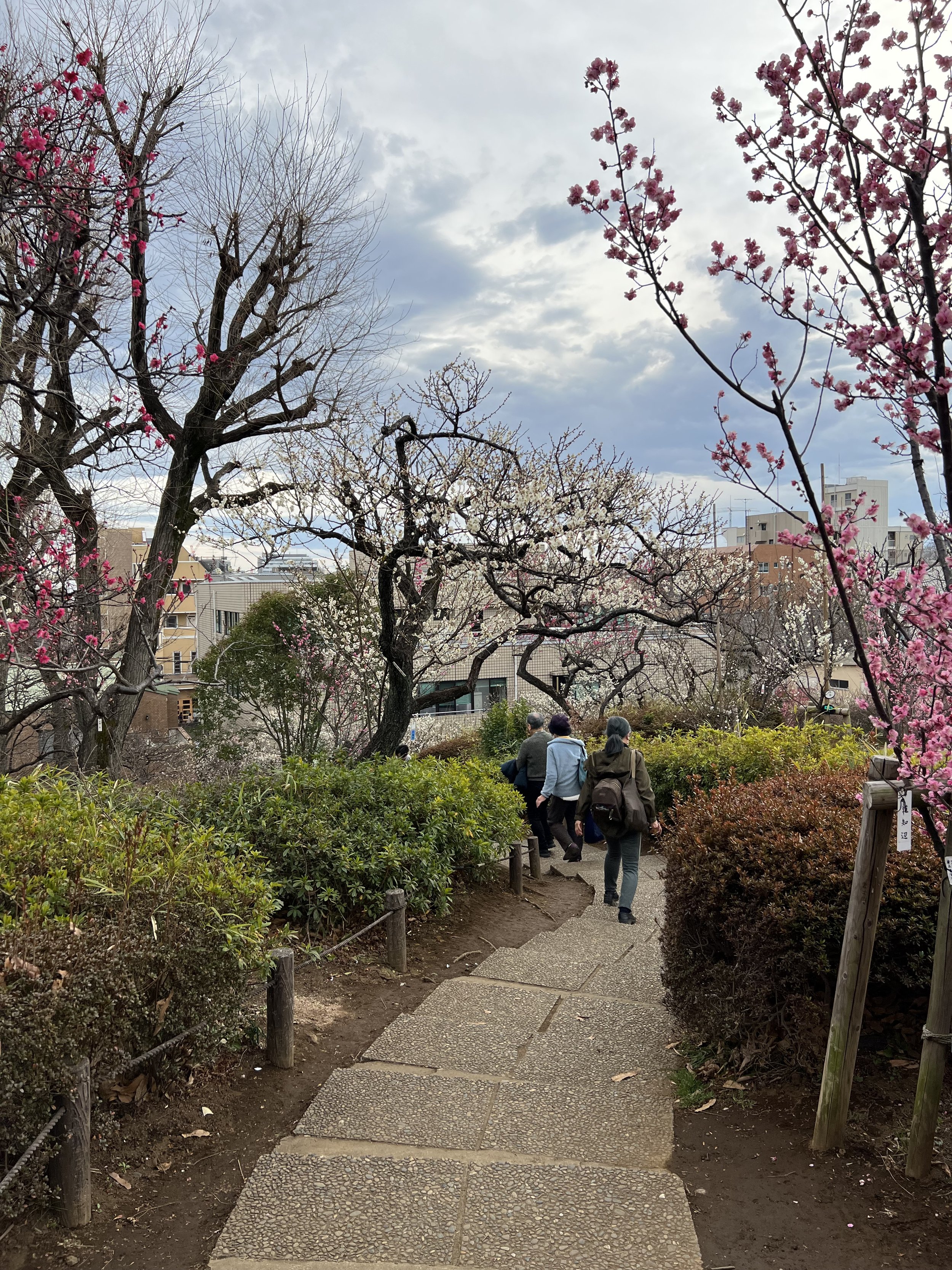 Plum Blossom Festival in Hanegi Park, Setagaya, Tokyo