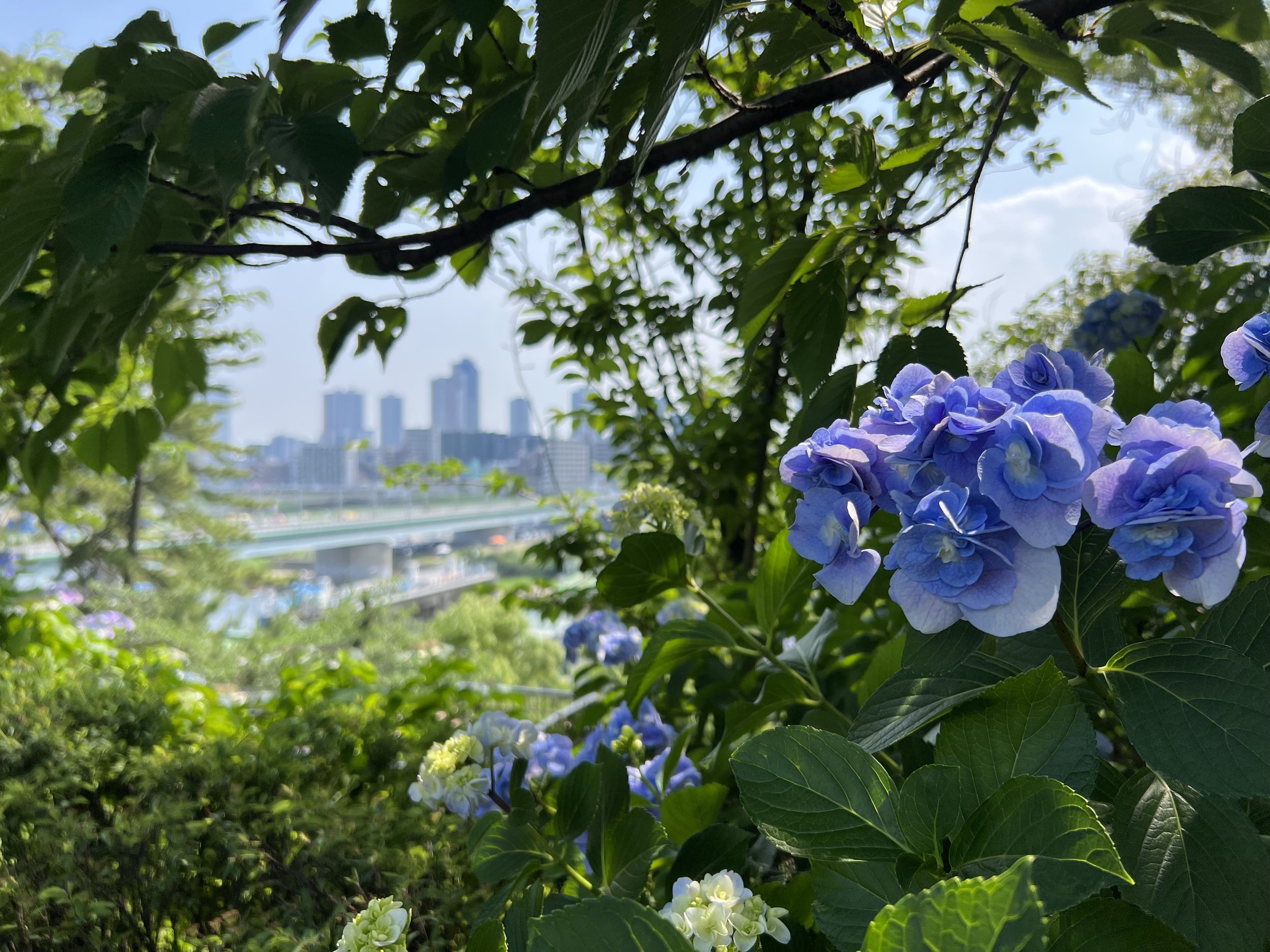Hydrangeas in Tamagawadai Park, with views in the background of a bridge and Kawasaki skyscrapers
