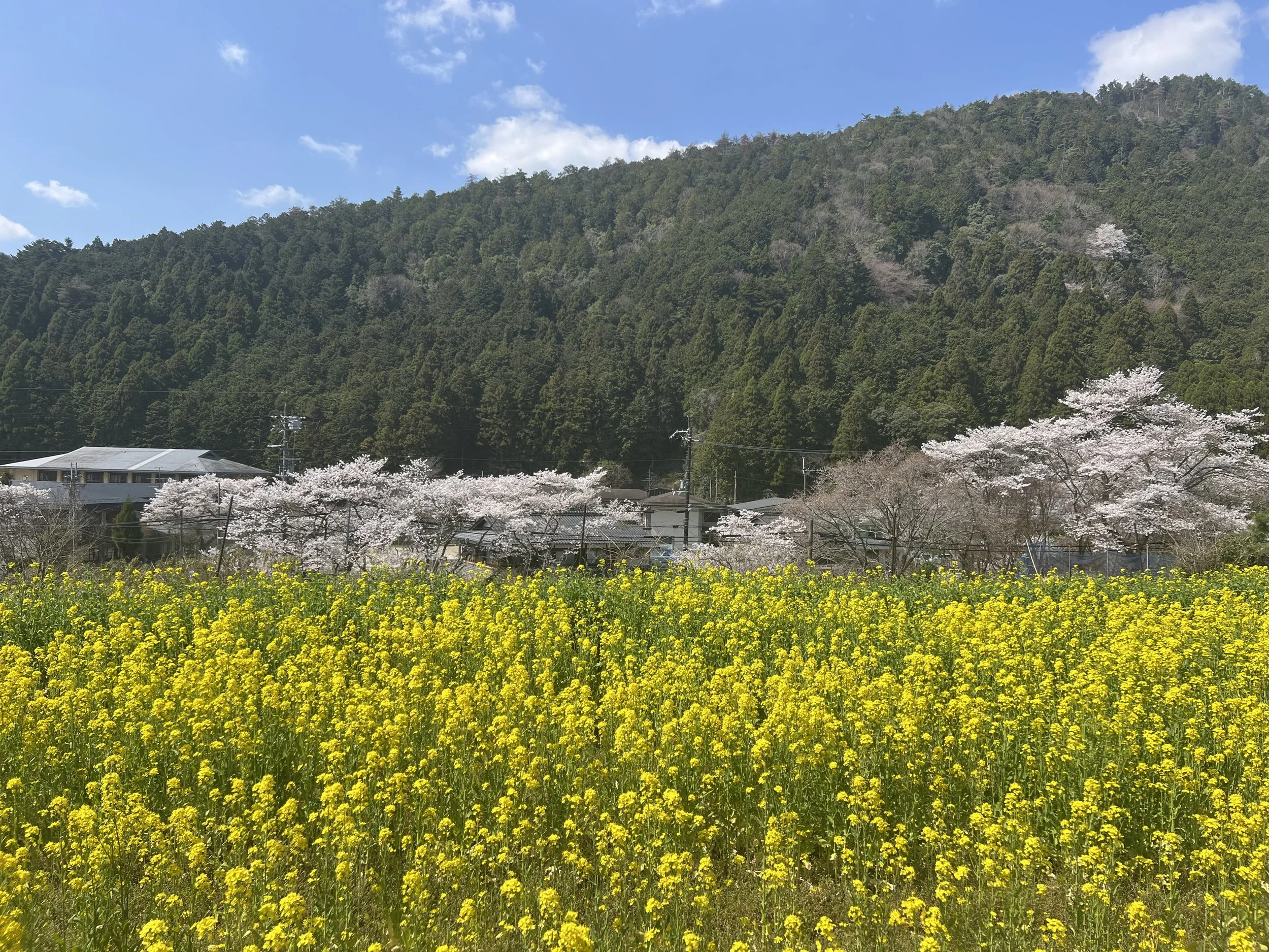Spring in Ohara Kyoto