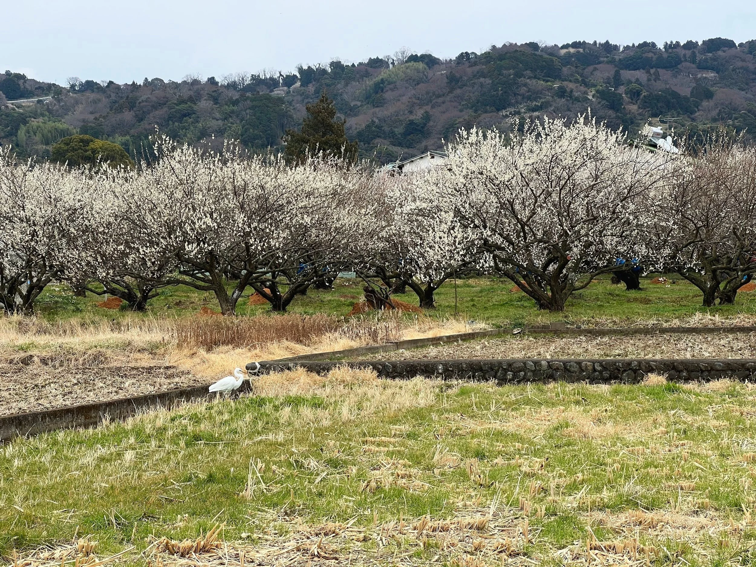 Plum blossoms and Japanese crane