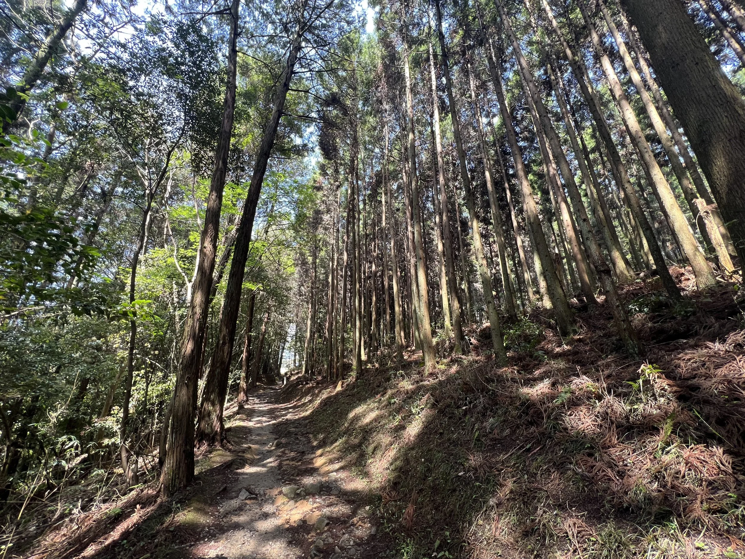 Forest path on the Yamanobe no Michi Trail