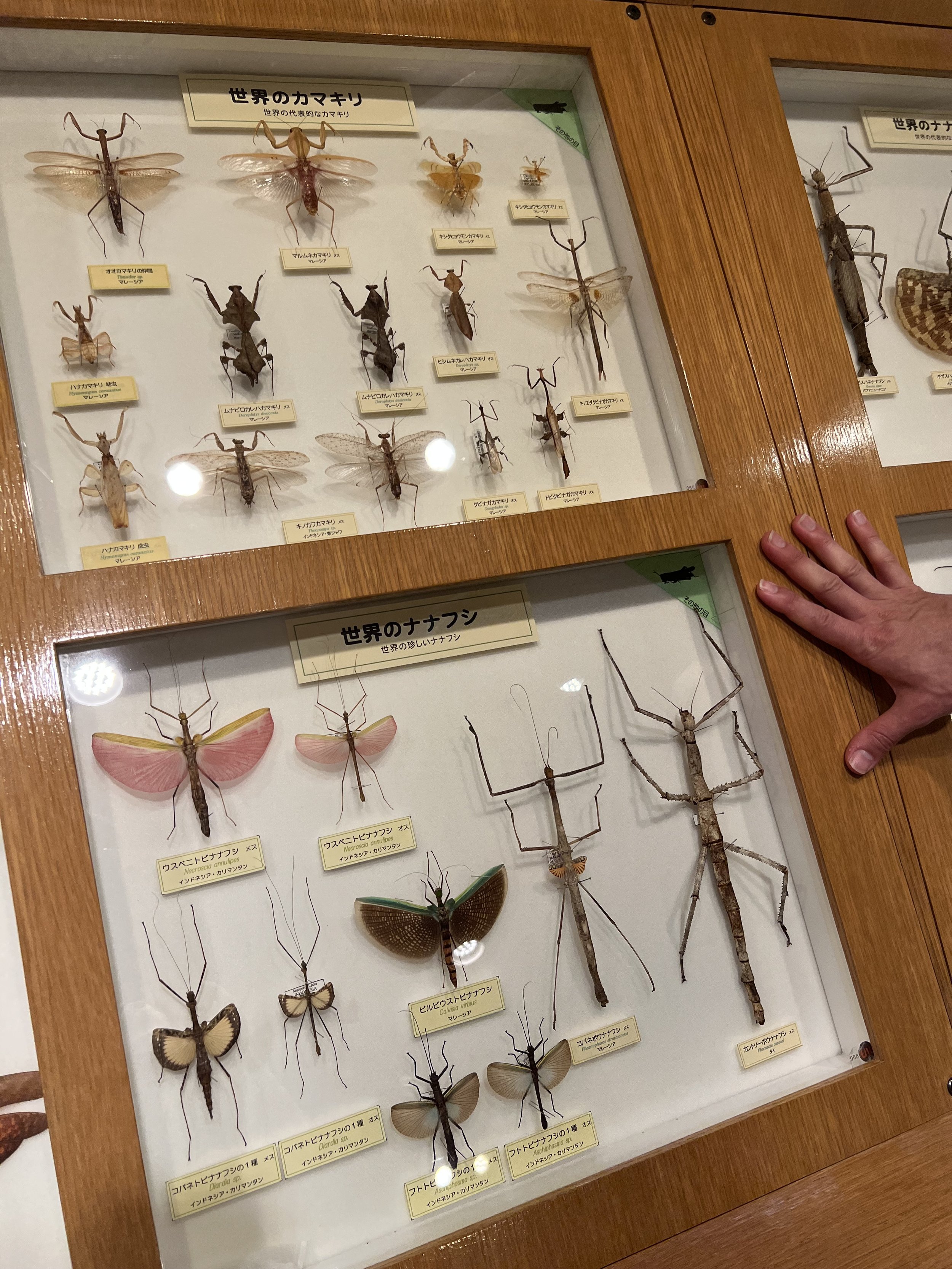 Ishikawa Insect Museum