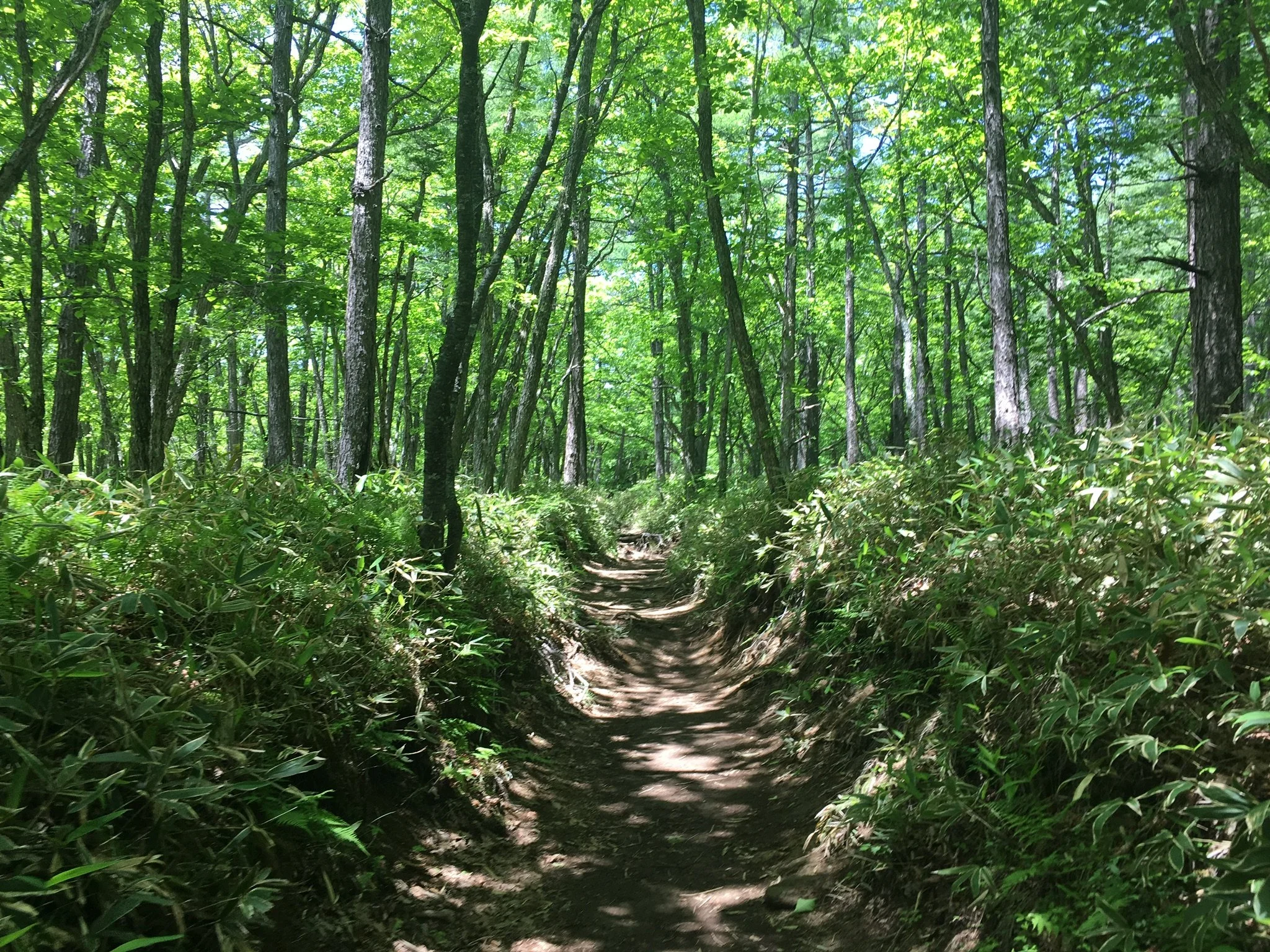 Forest Hike in Oku-Nikko