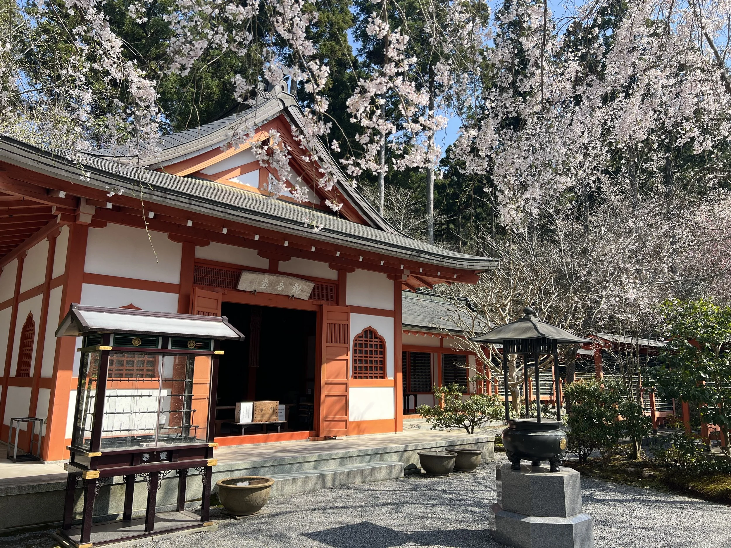 Cherry blossoms in Sanzen-in temple, Ohara