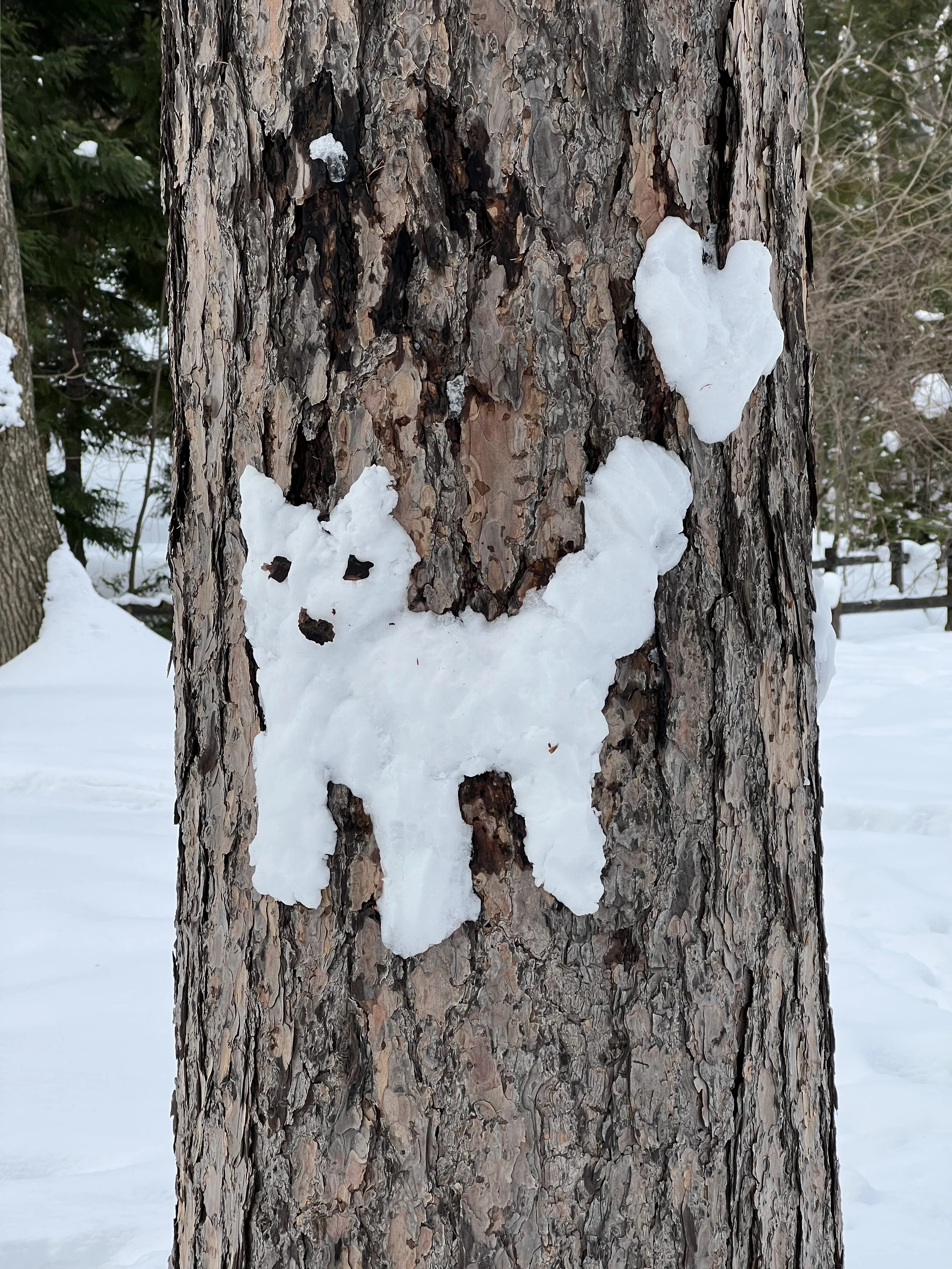 Snow decoration on a tree at Maruyama Park in Sapporo in winter