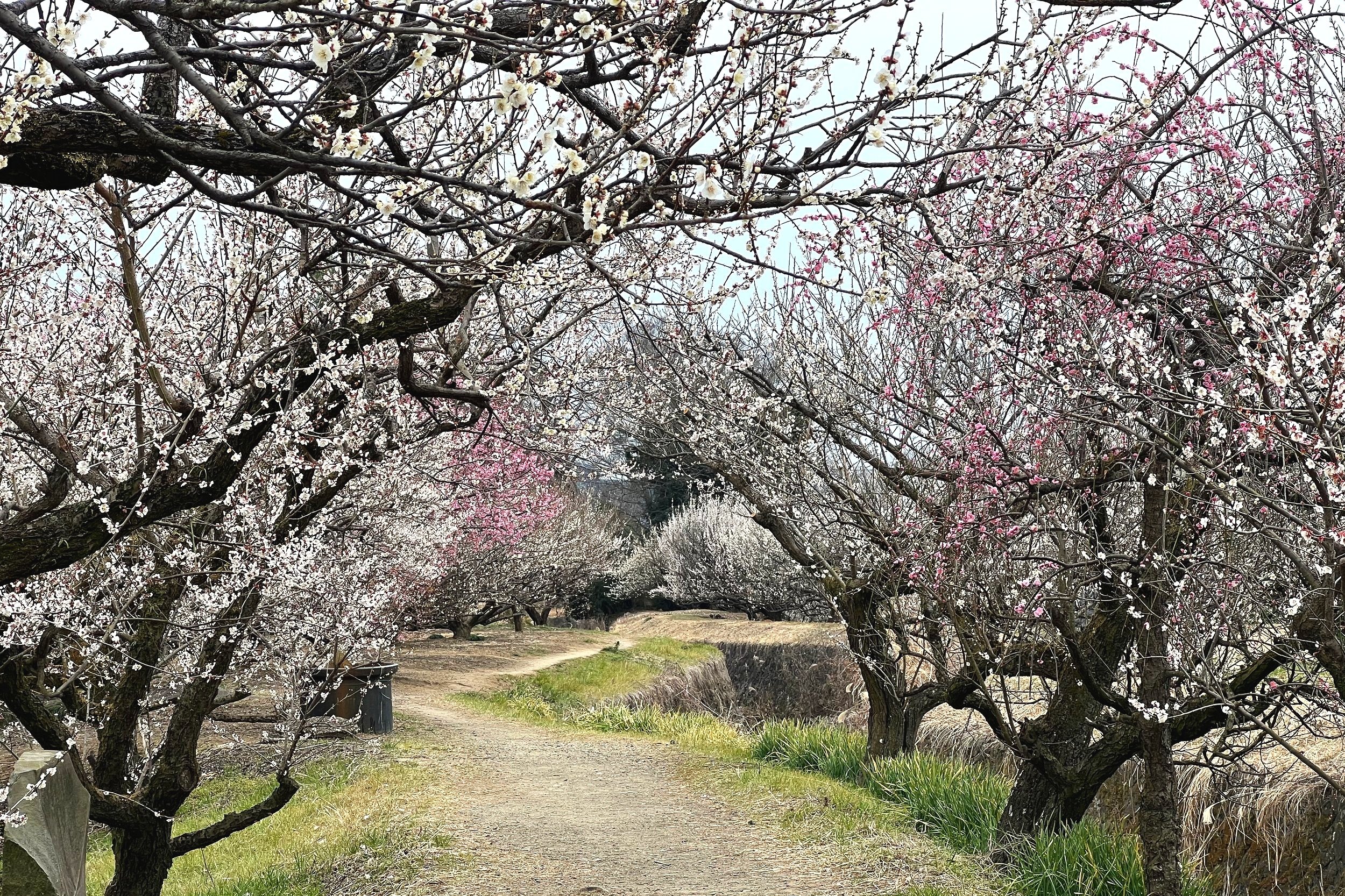Soga Plum Blossom Festival near Odawara