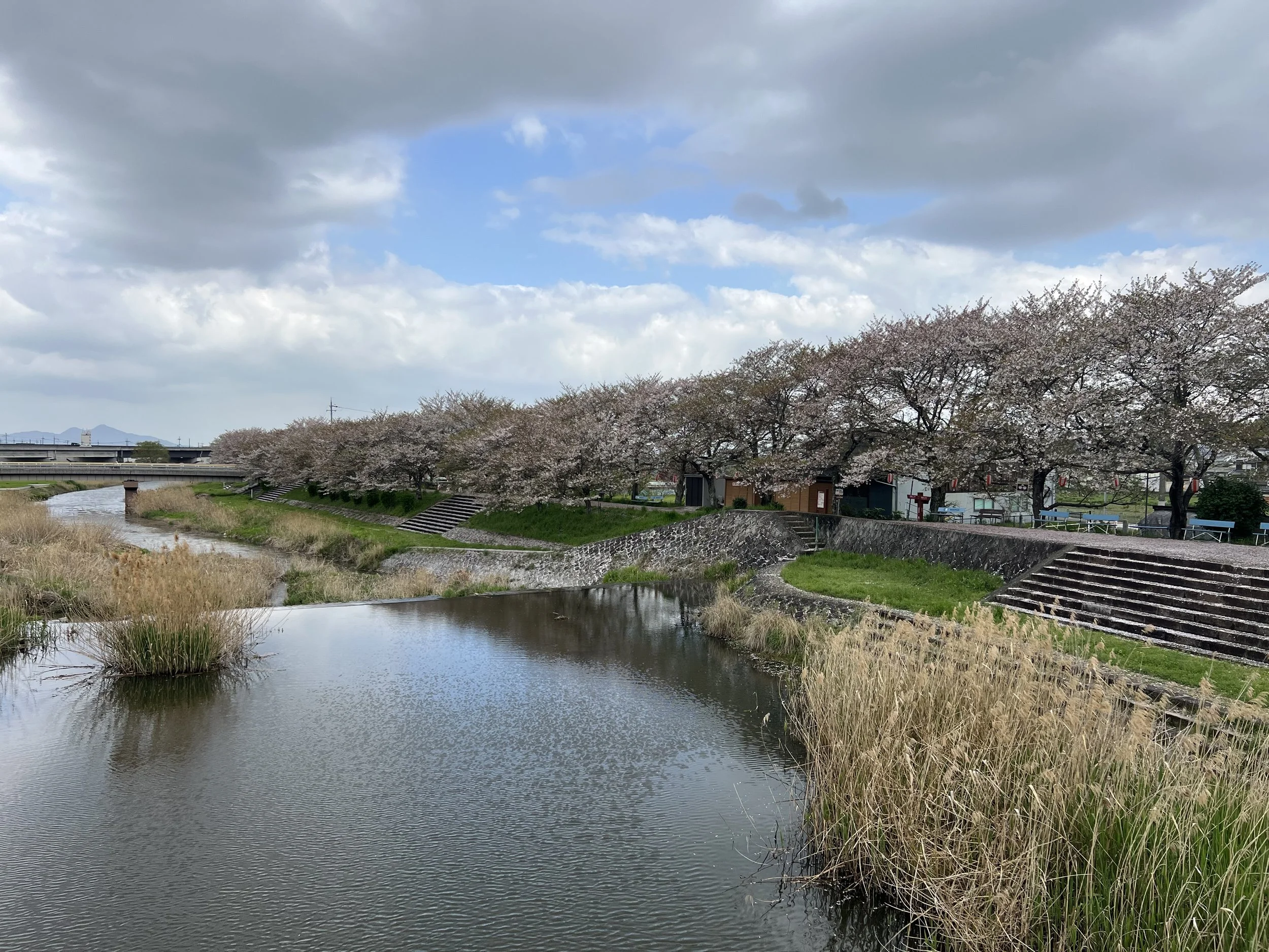 Hase River in Sakurai with cherry blossoms