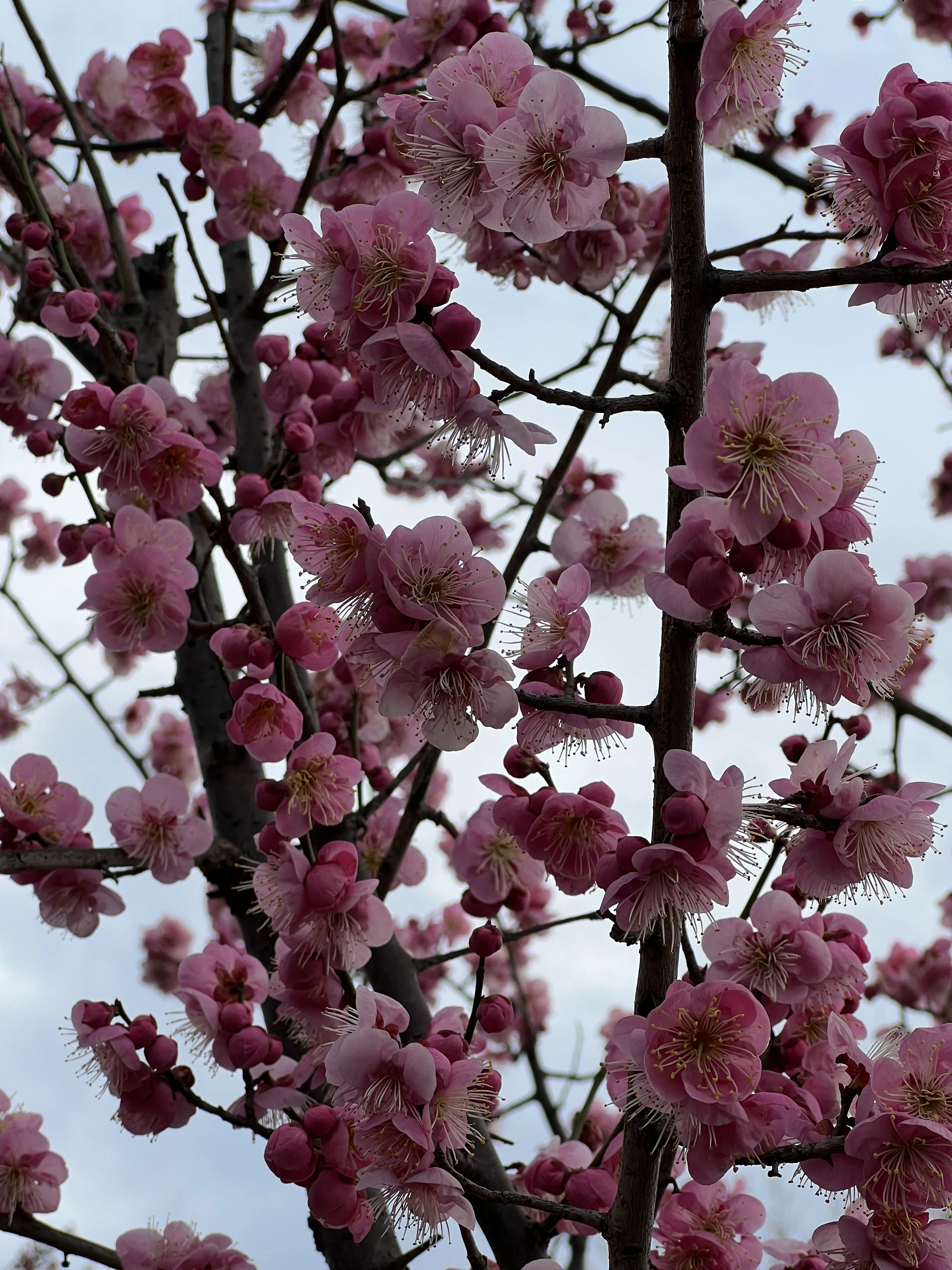 Pink Plum Blossoms in Japan