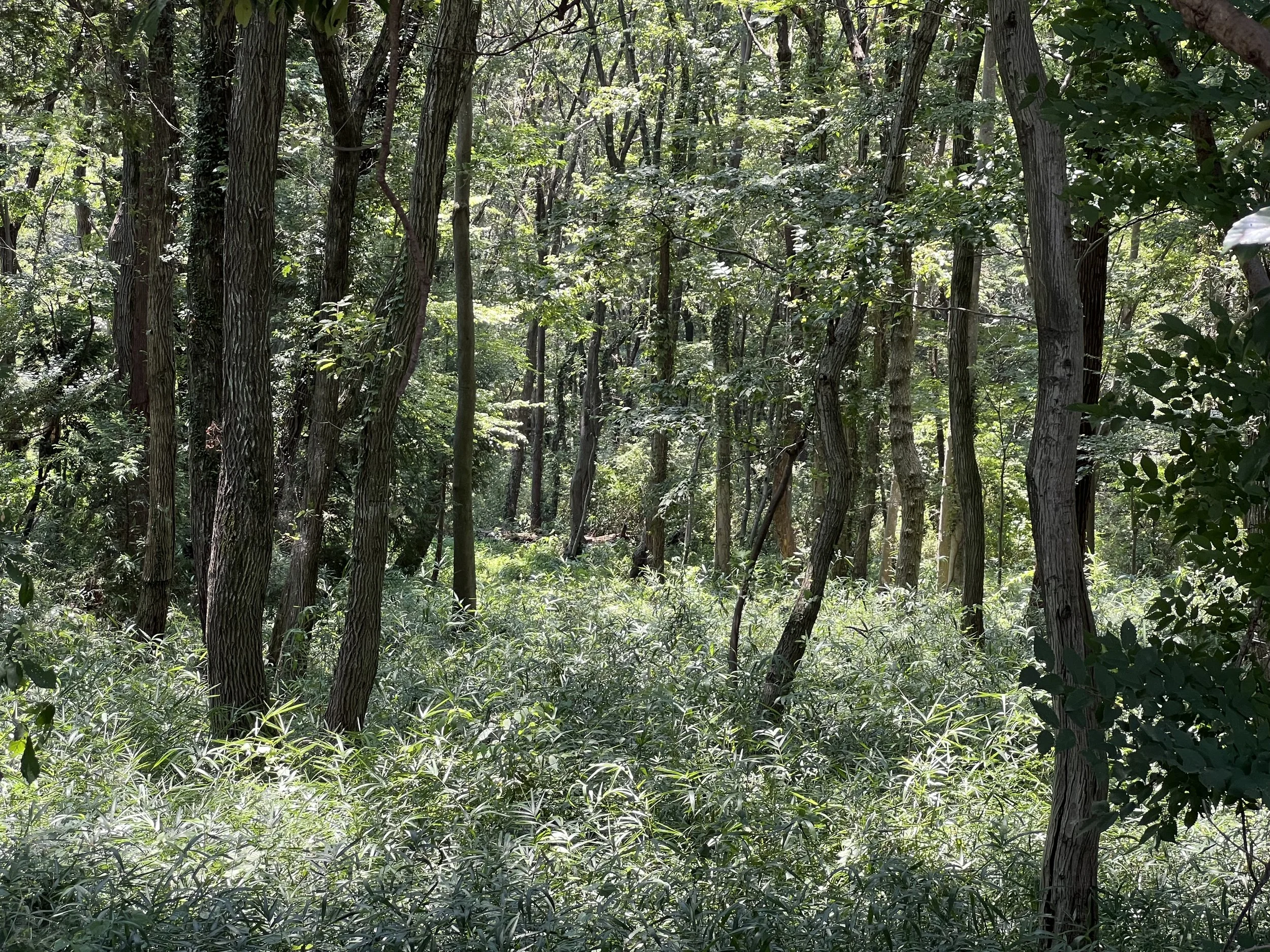 Totoro Forest