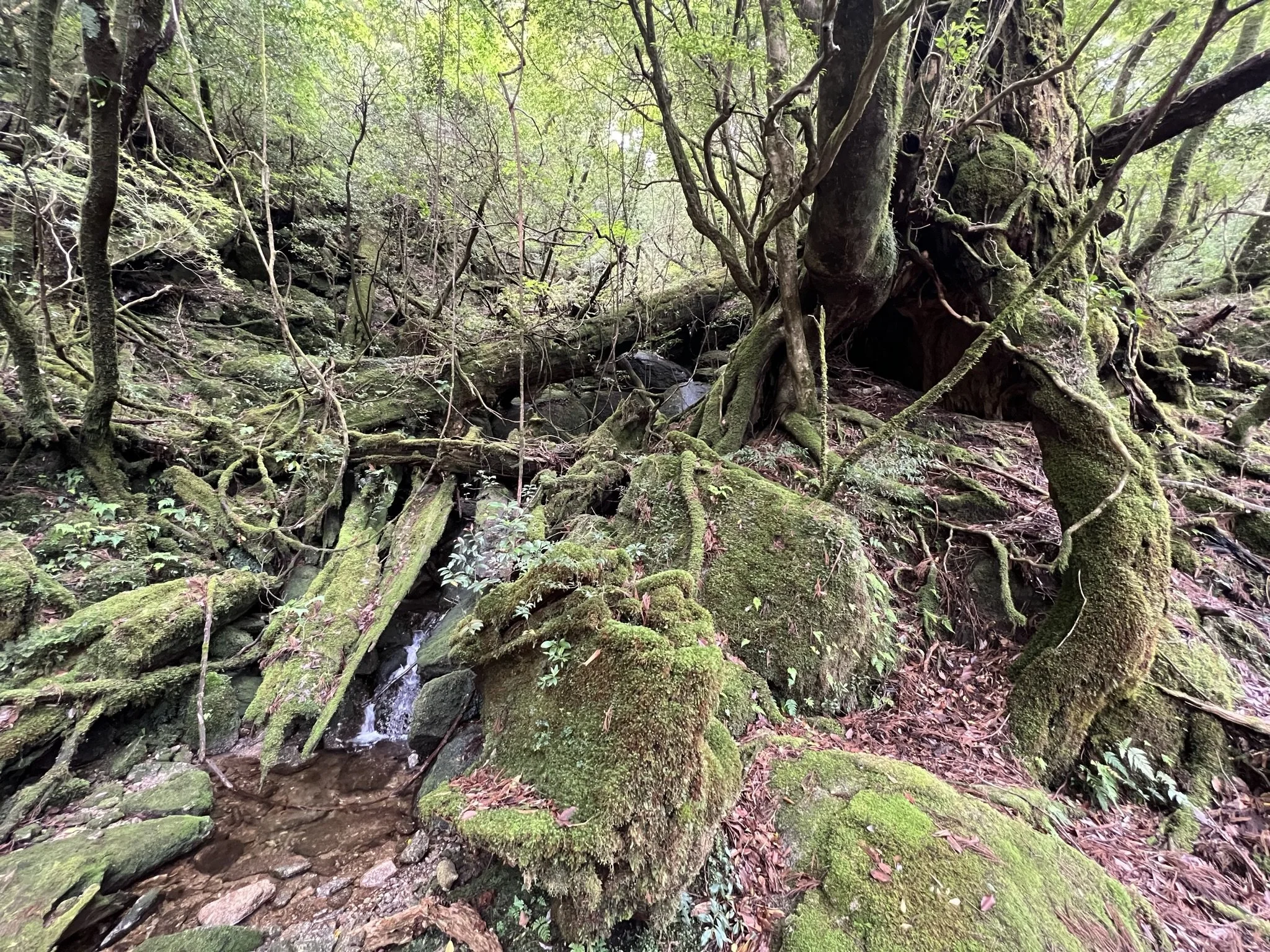 Best Hikes in Japan: My 15 Favorite Trails