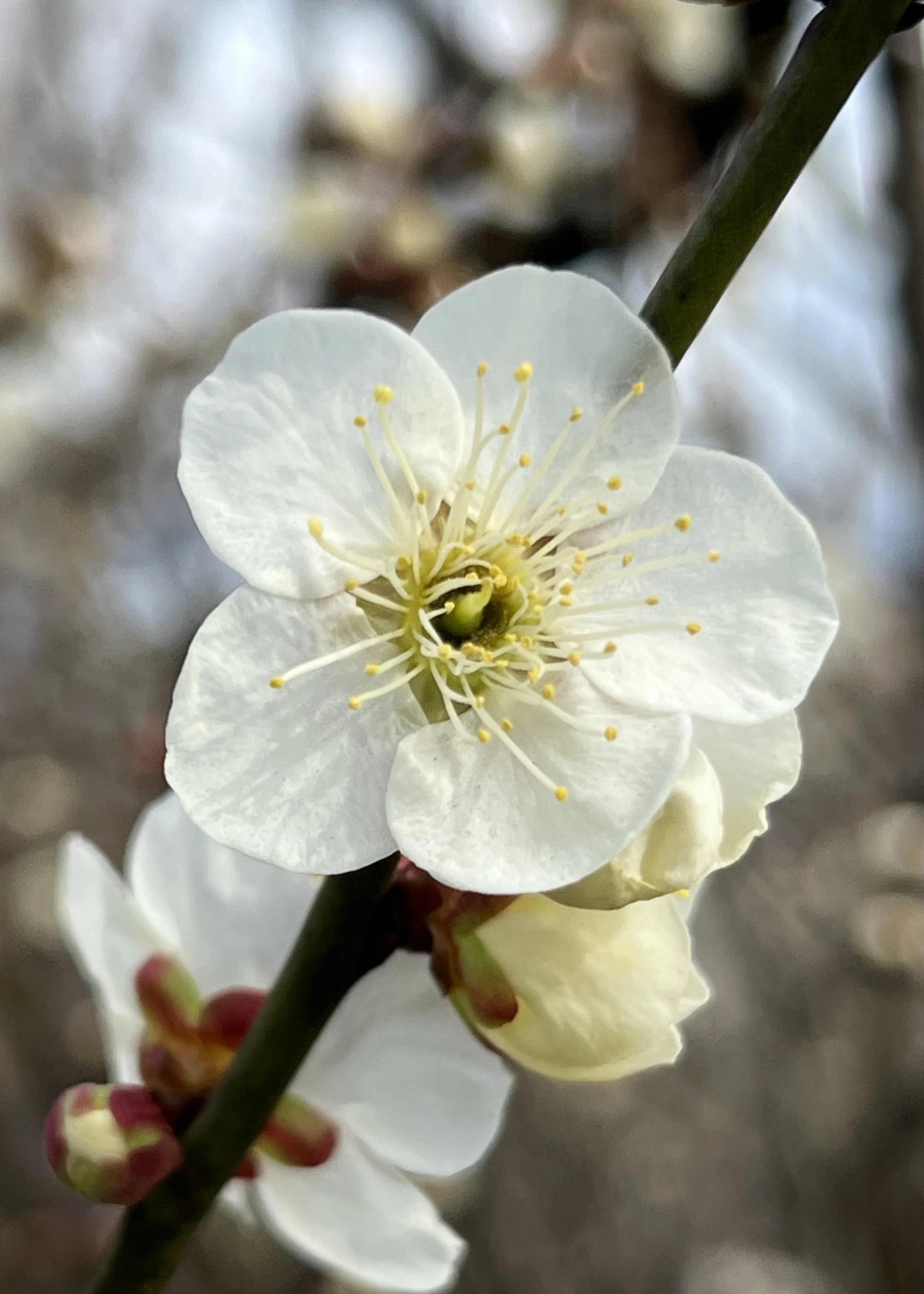 Plum Blossom Japan