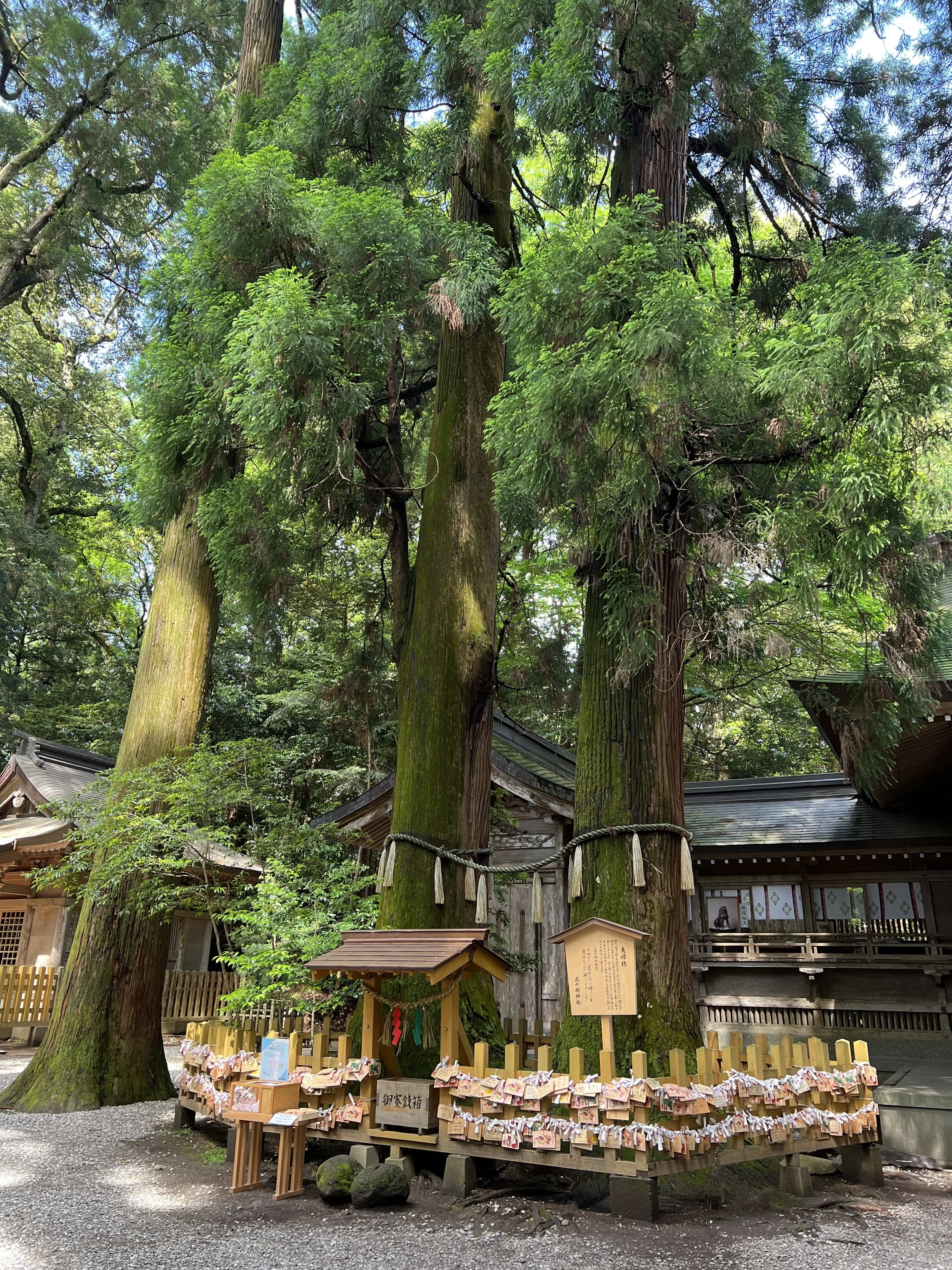 Sacred trees at Takachiho shrine