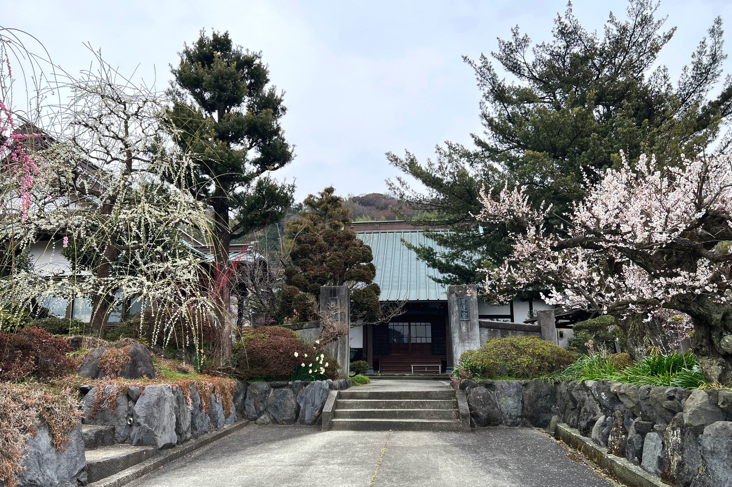 Plum blossoms at Horenji Temple in Soga