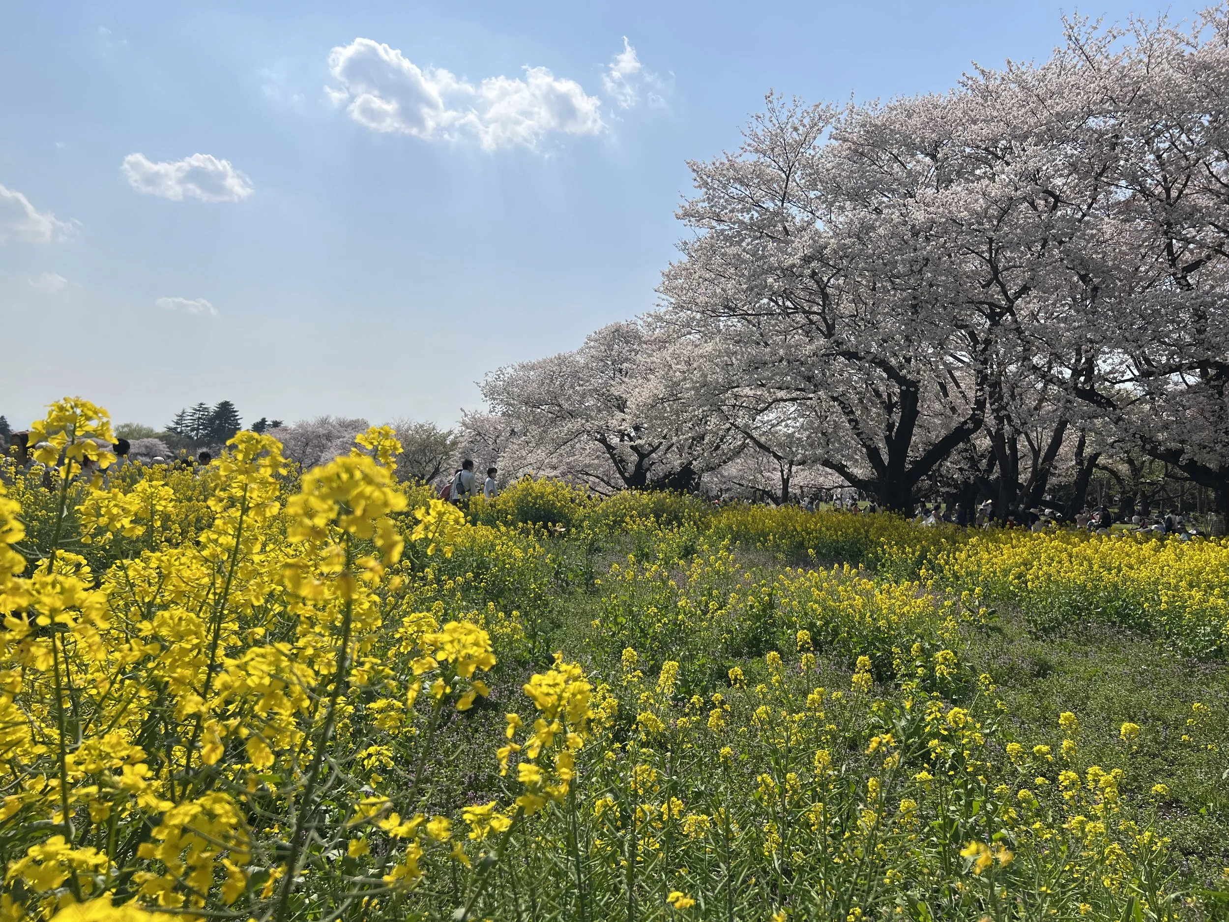 Sakura at Showa Kinen Park
