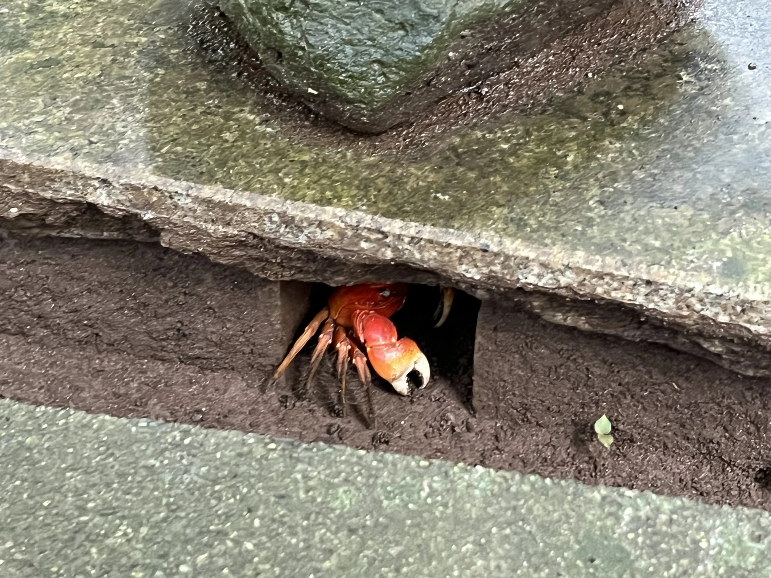Small crab at Shirahama Shrine on Izu peninsula