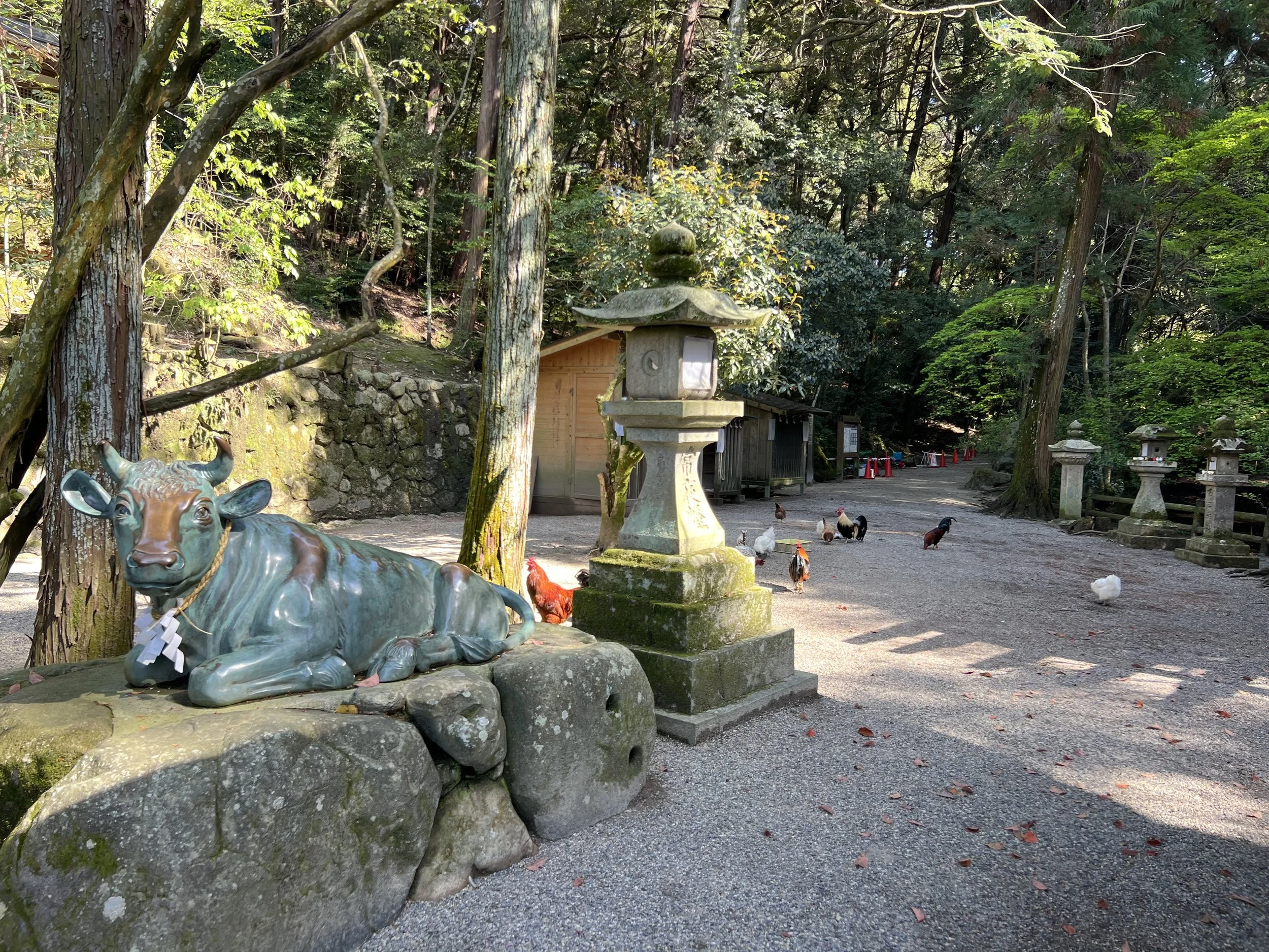 Chickens at Isonokami Jingu
