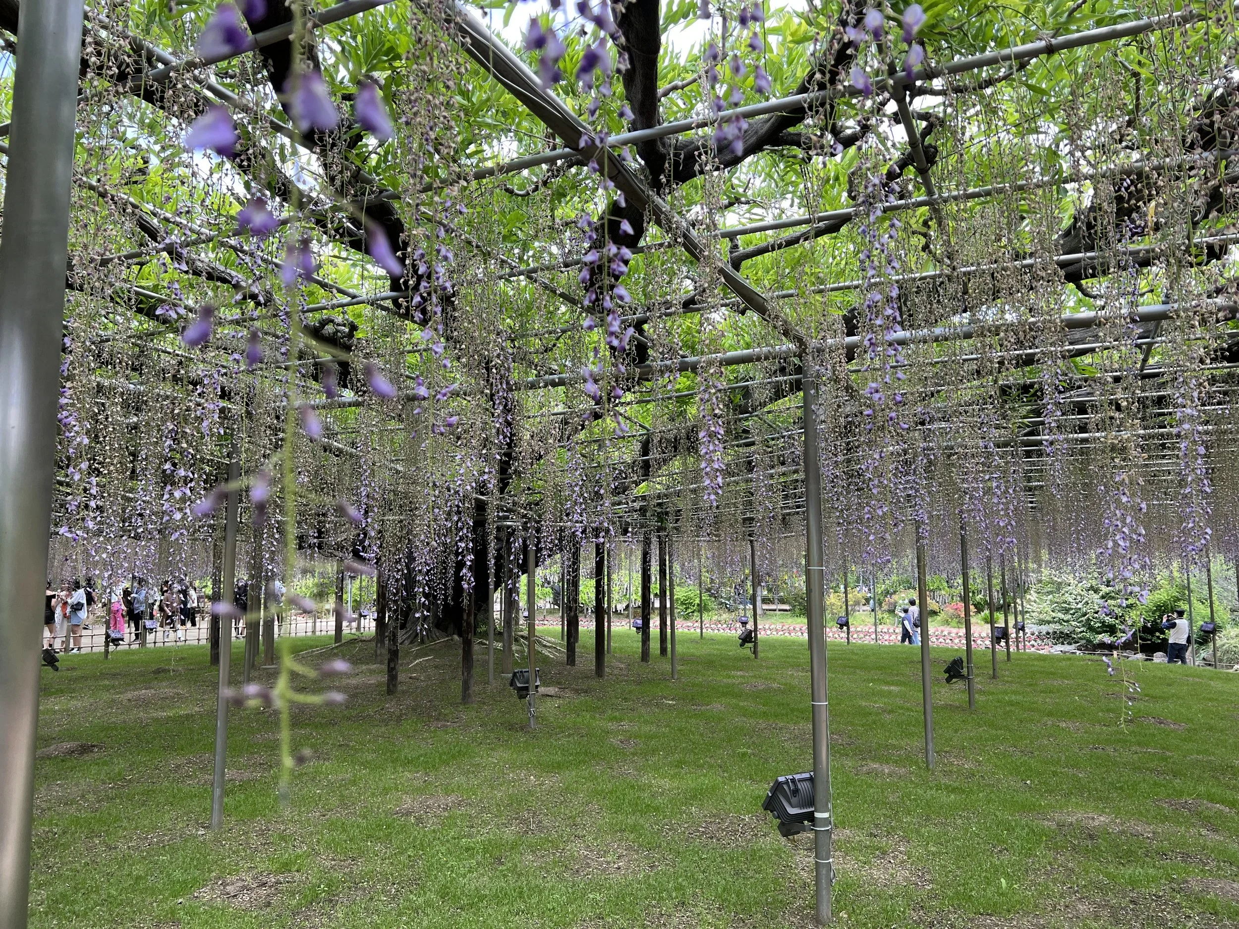 Ashikaga Flower Park