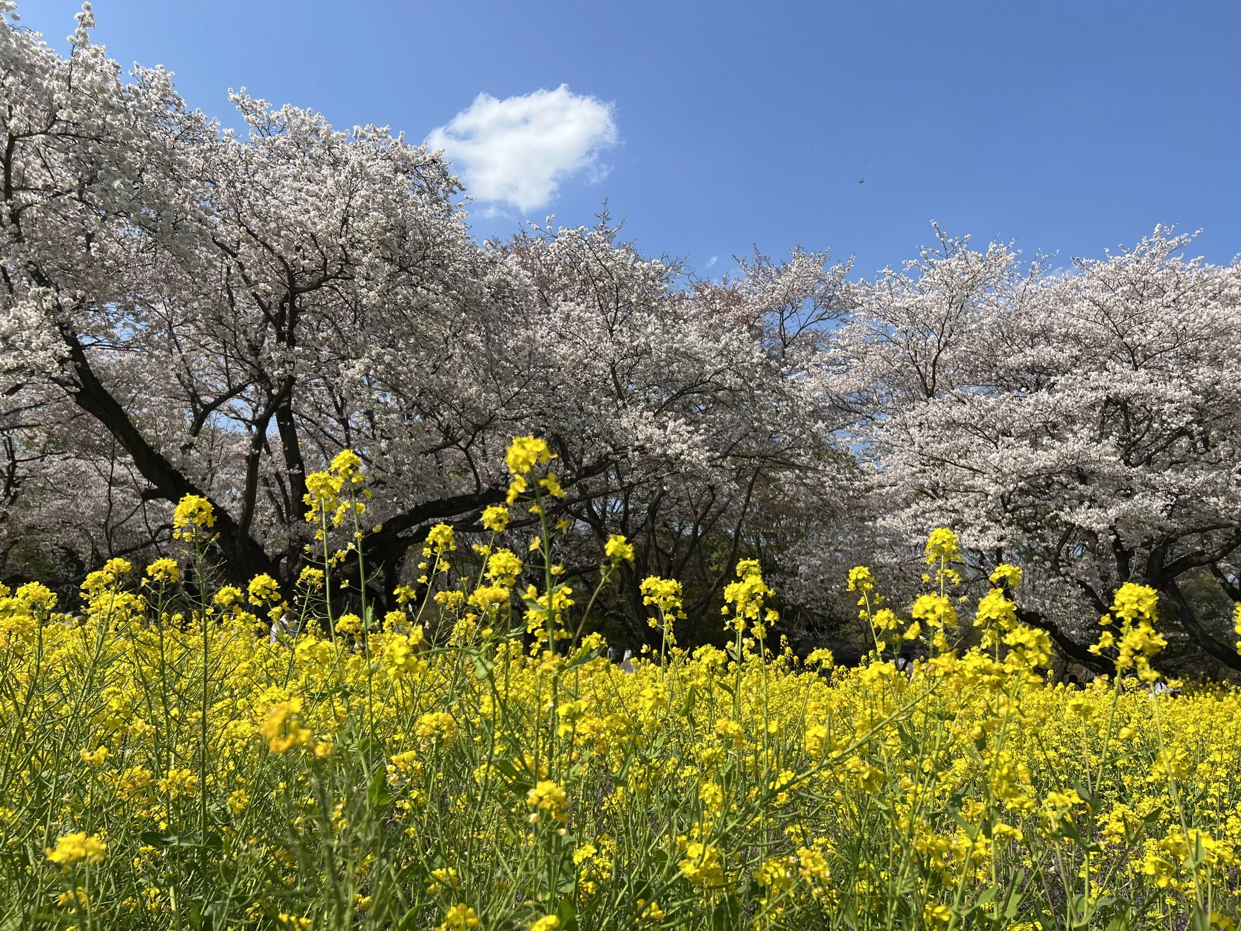 Sakura Japan spring