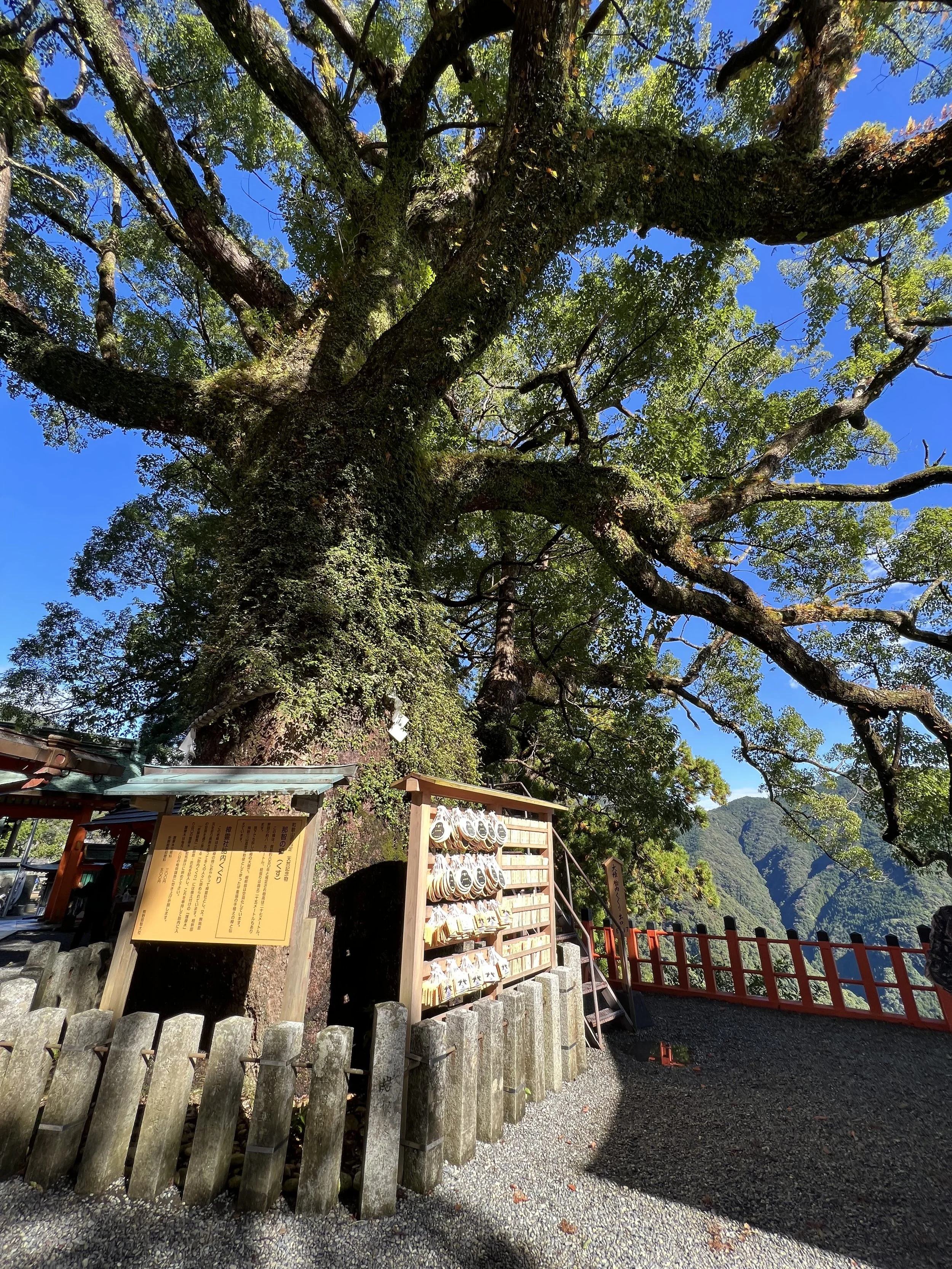 Sacred tree at Kumano Nachi Taisha
