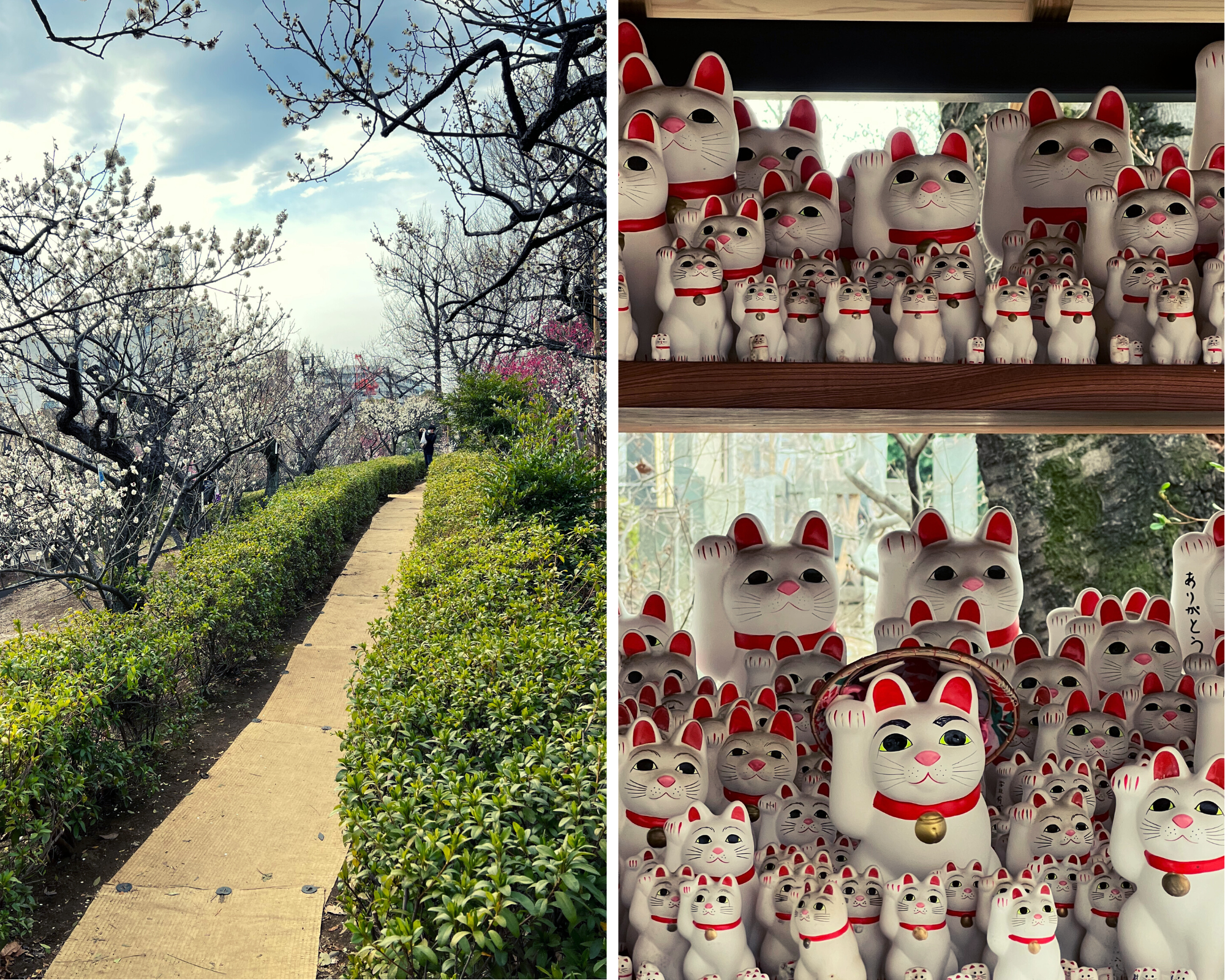 Plum Blossom at Hanegi Park and Gotokuji Temple