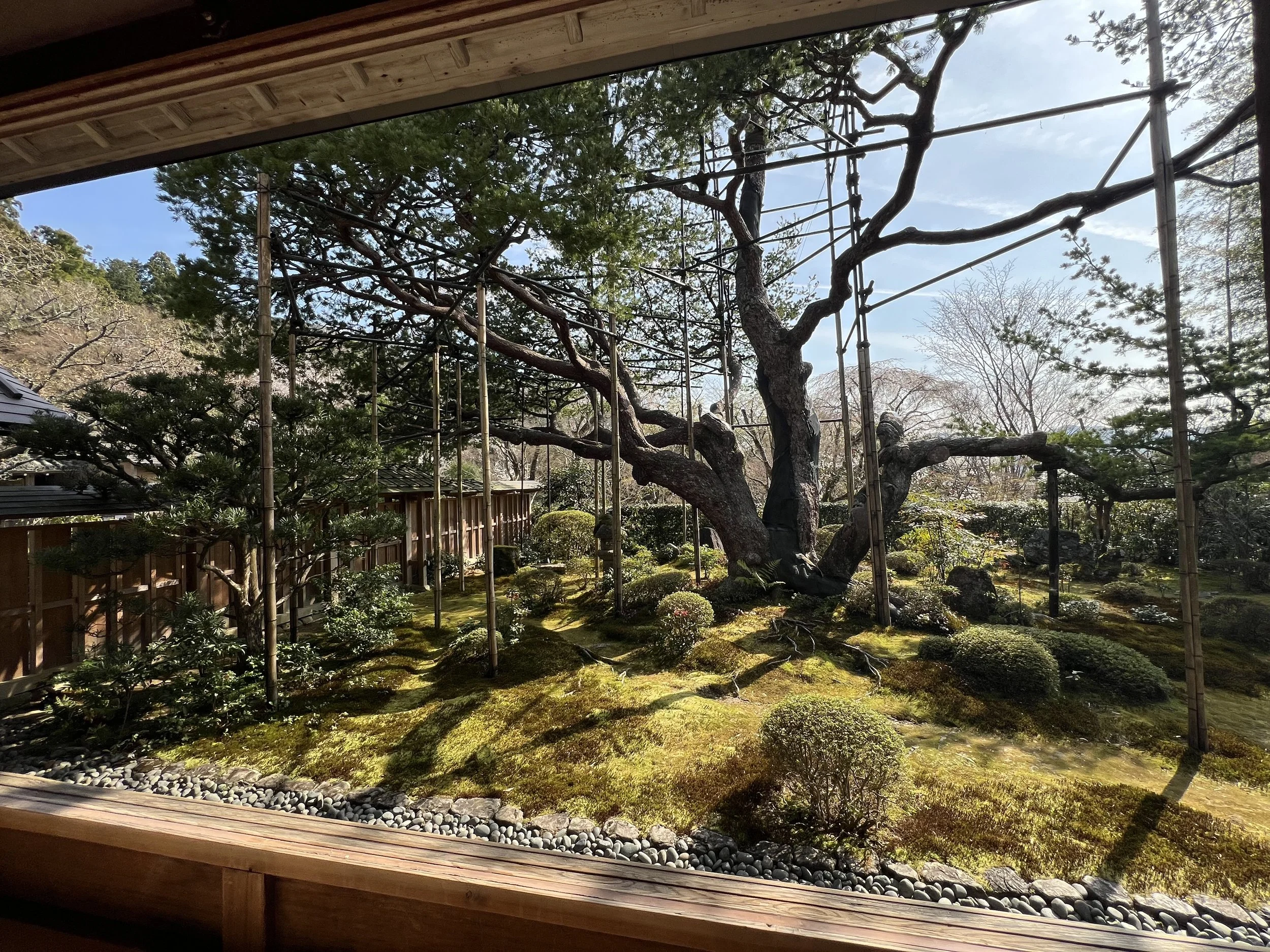 Ancient pine tree in Hosen-in Temple, Ohara