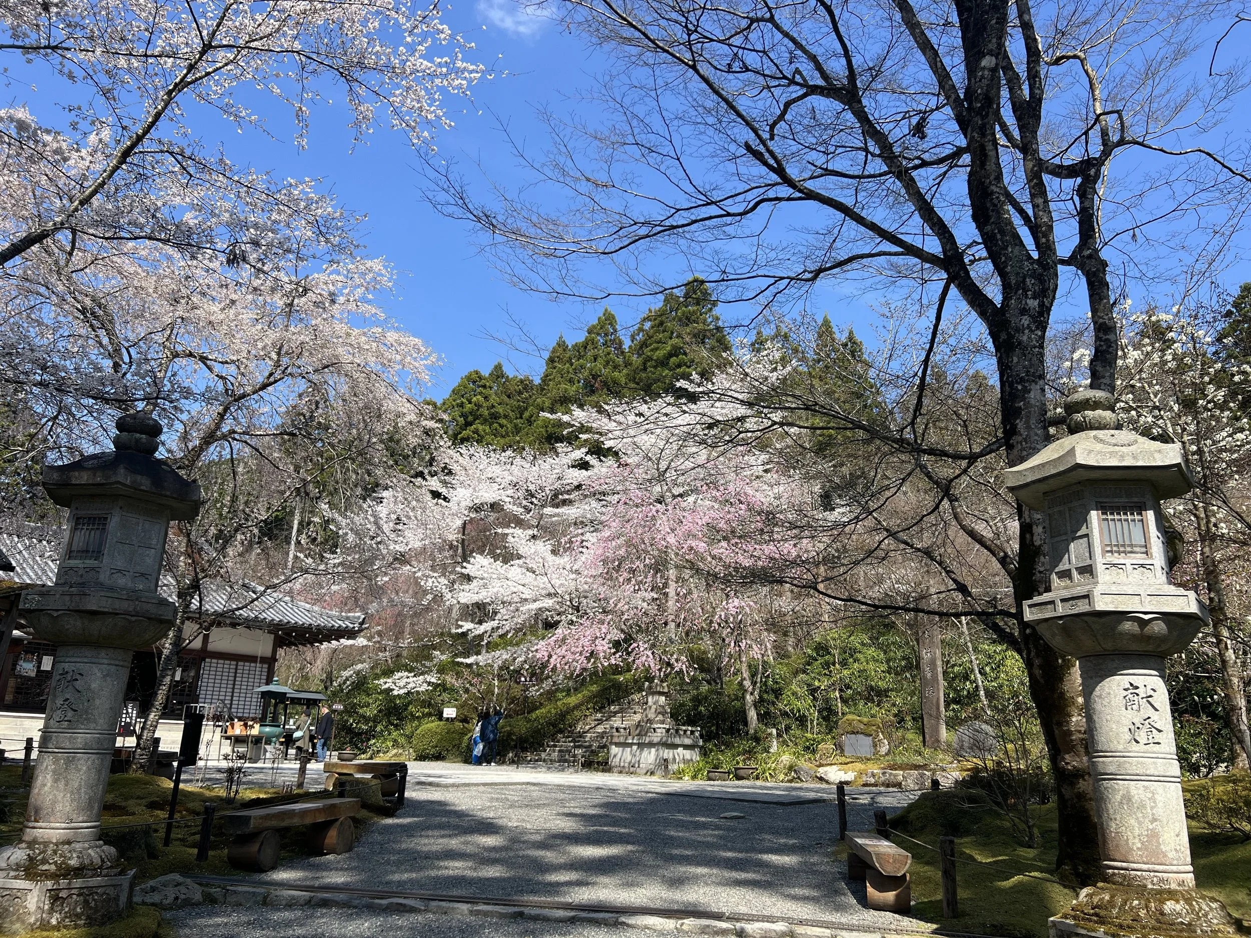 Cherry blossoms in Sanzen-in temple, Ohara