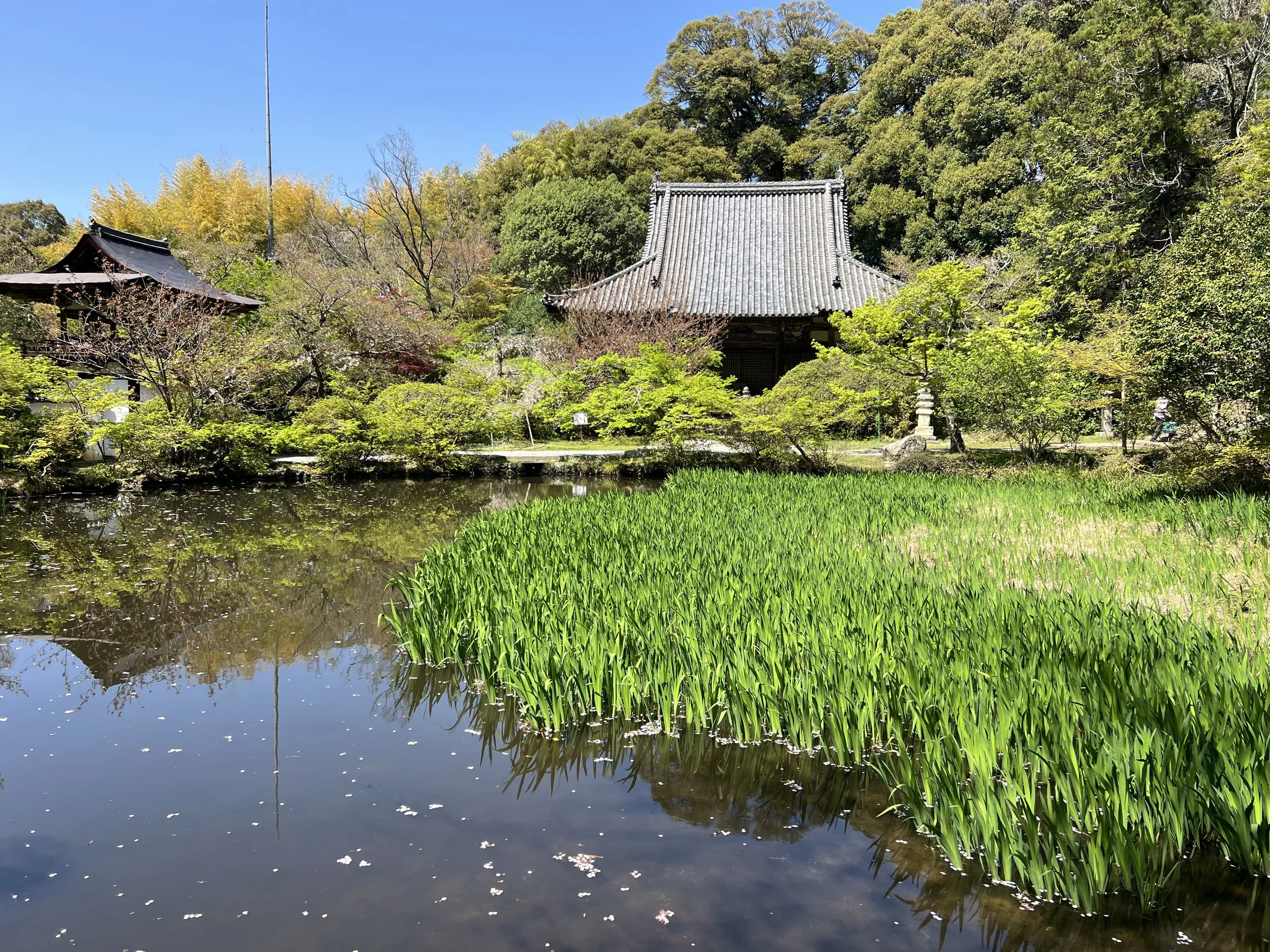 Chogakuji temple's lush garden