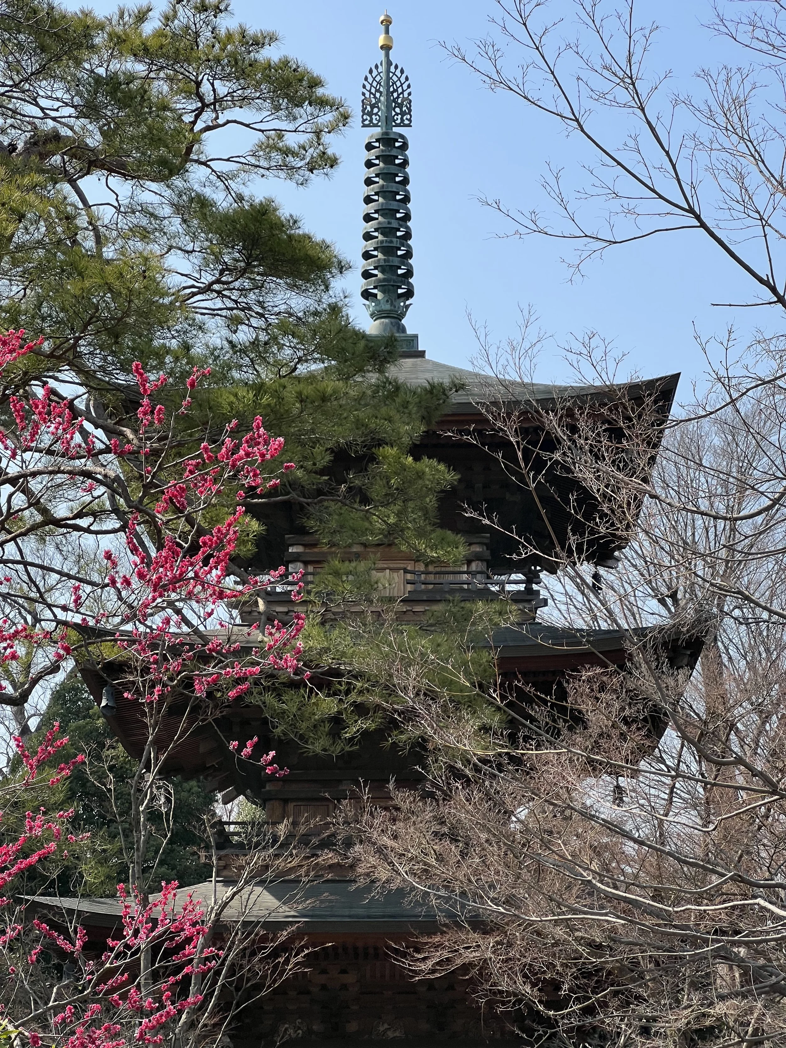 Pagoda and plum blossom at Gotokuji temple in Tokyo