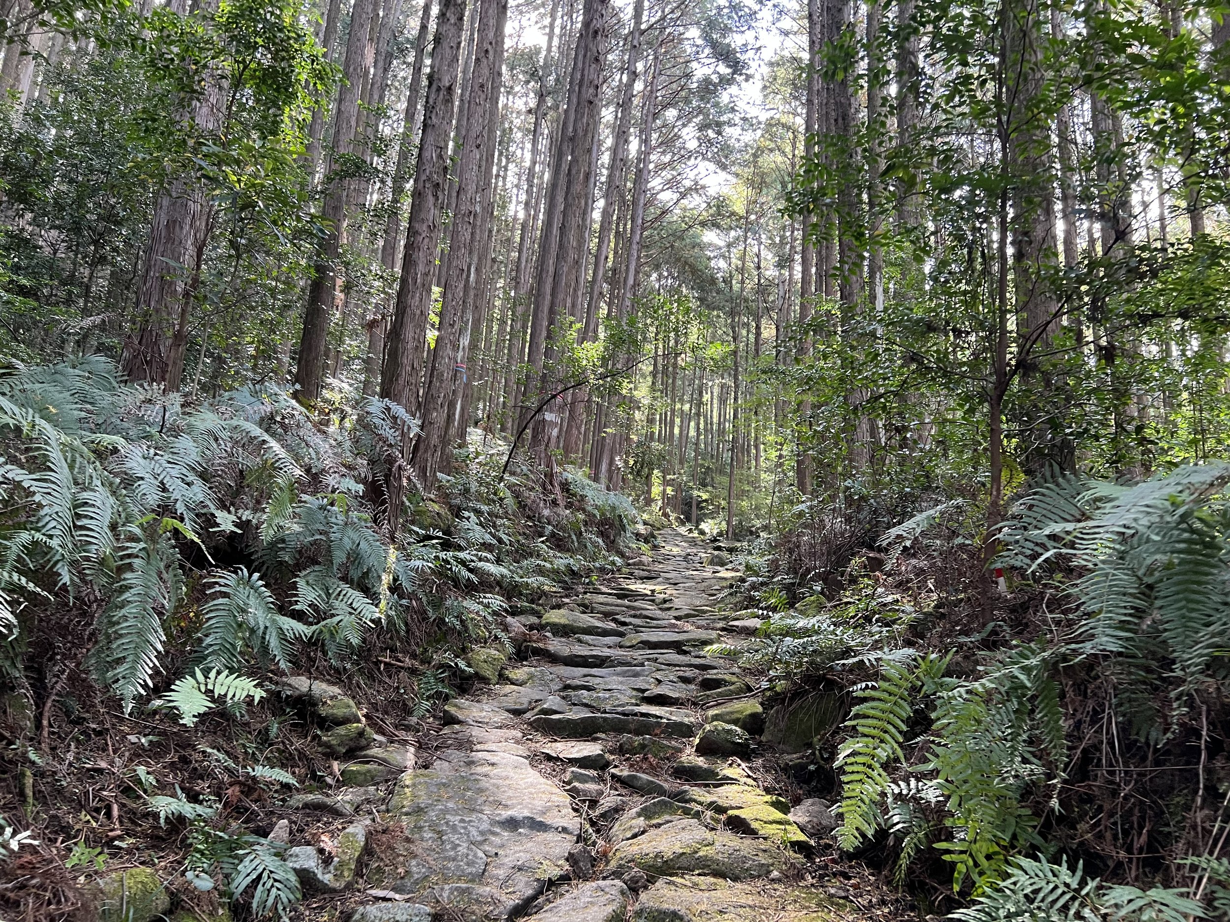 Magose-toge Pass Hiking Guide: A Quiet Kumano Kodo Experience in Mie