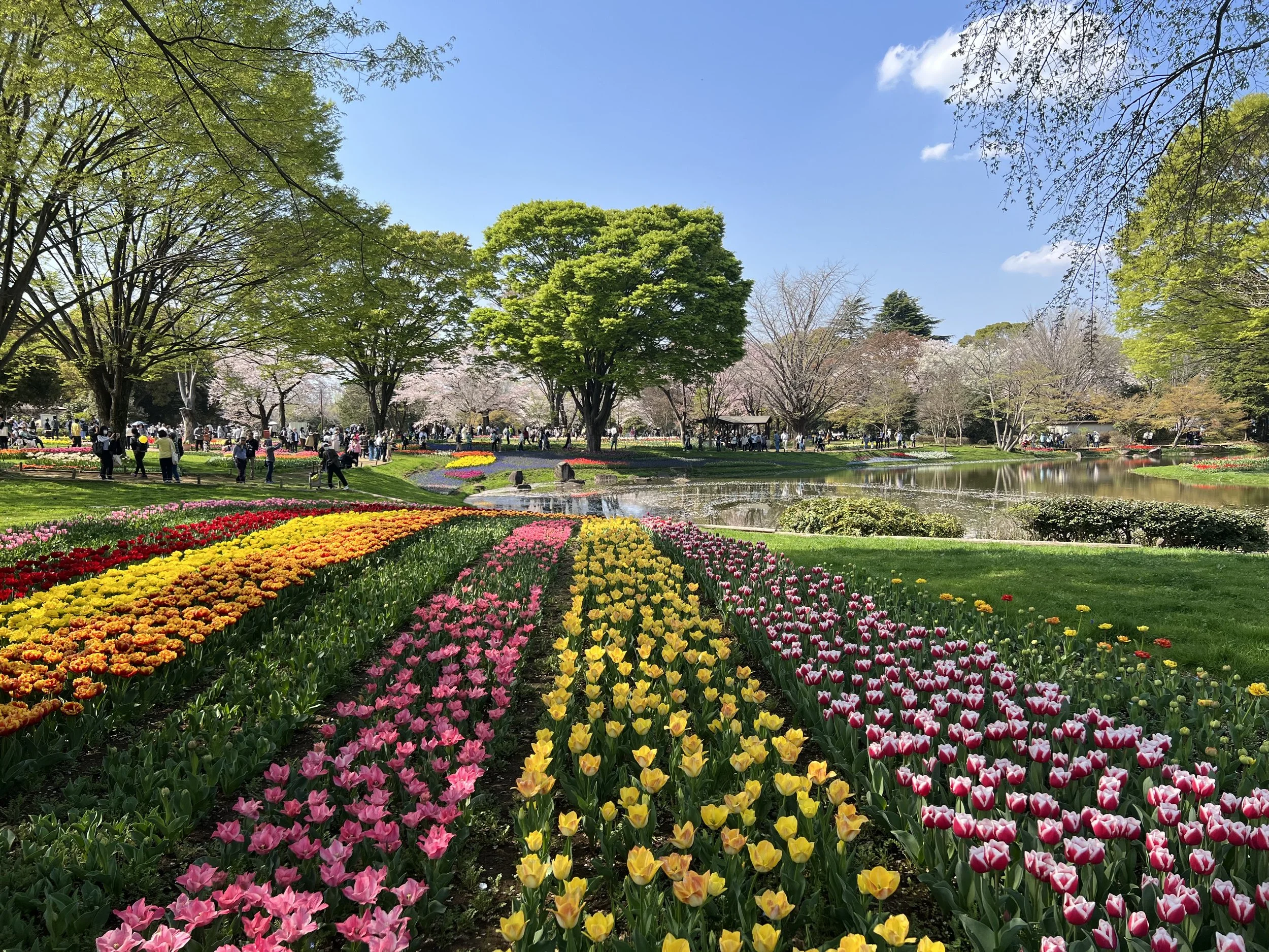 Showa Kinen Park in spring, a flower paradise near Tokyo with sakura and tulips
