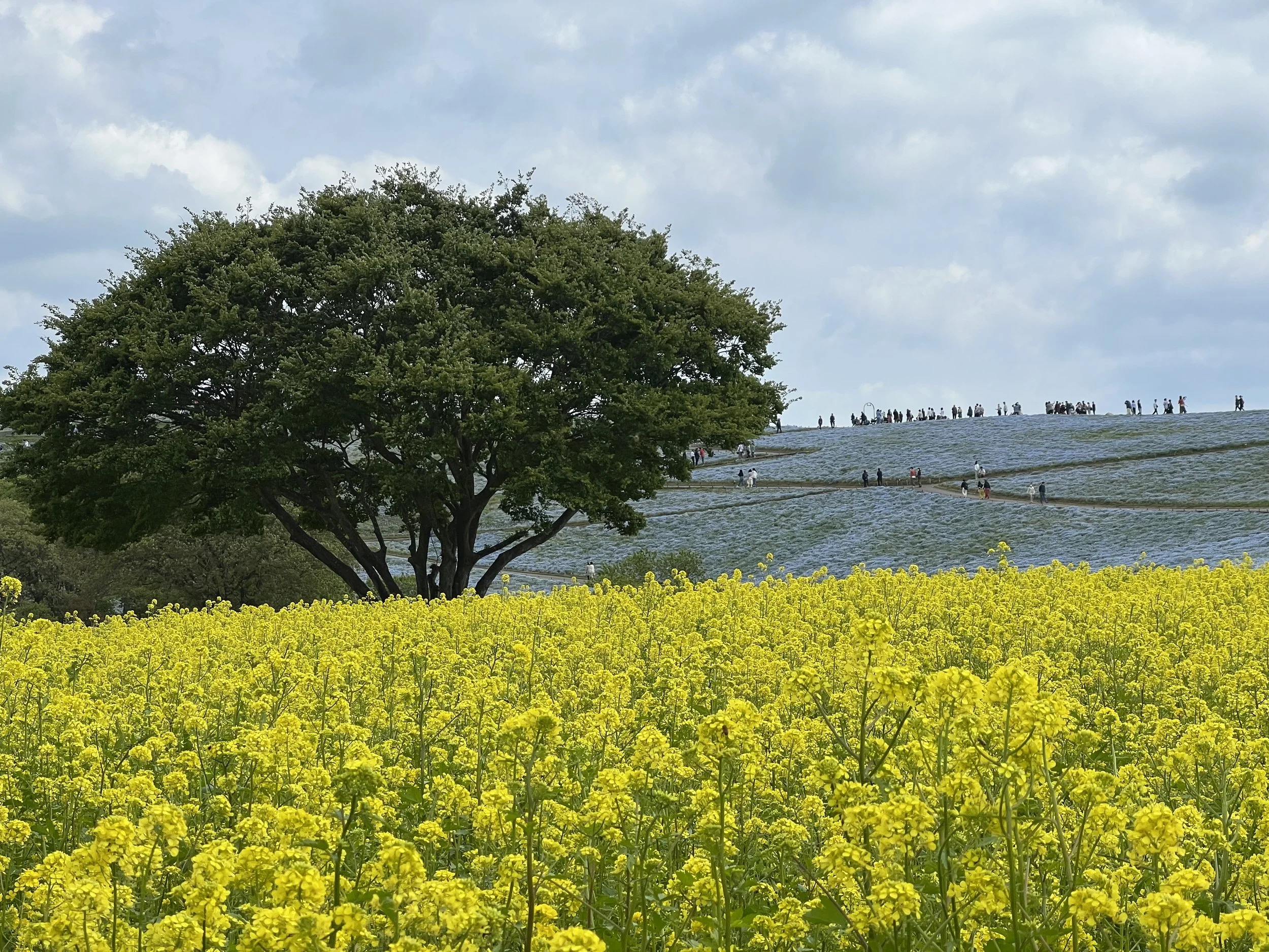 Nemophila at Hitachi Seaside Park