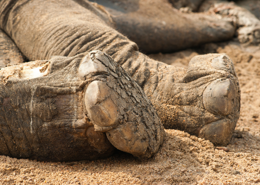 Illegal logging