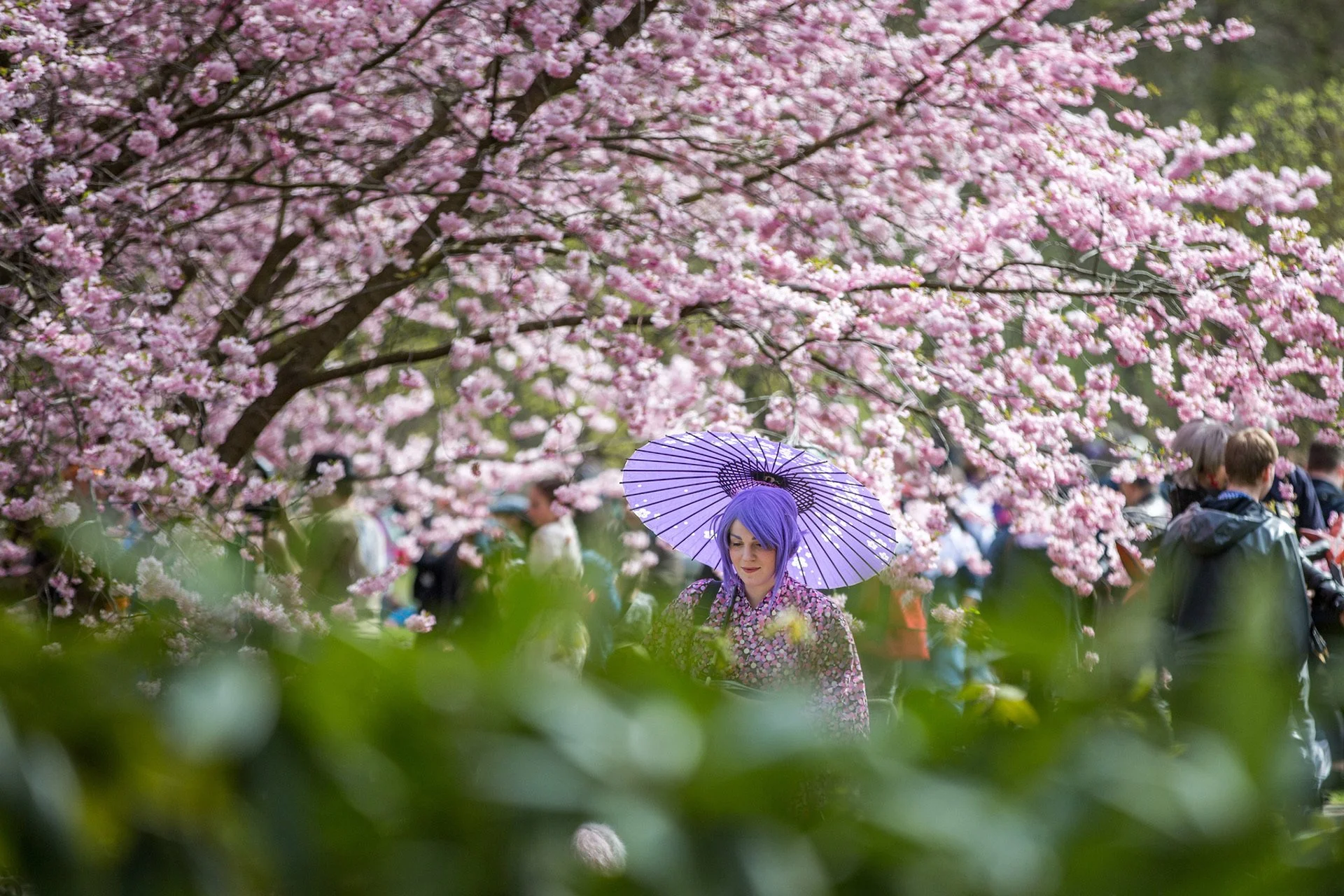 Eventfotografie_Kirschbluete_GdW_068.jpeg