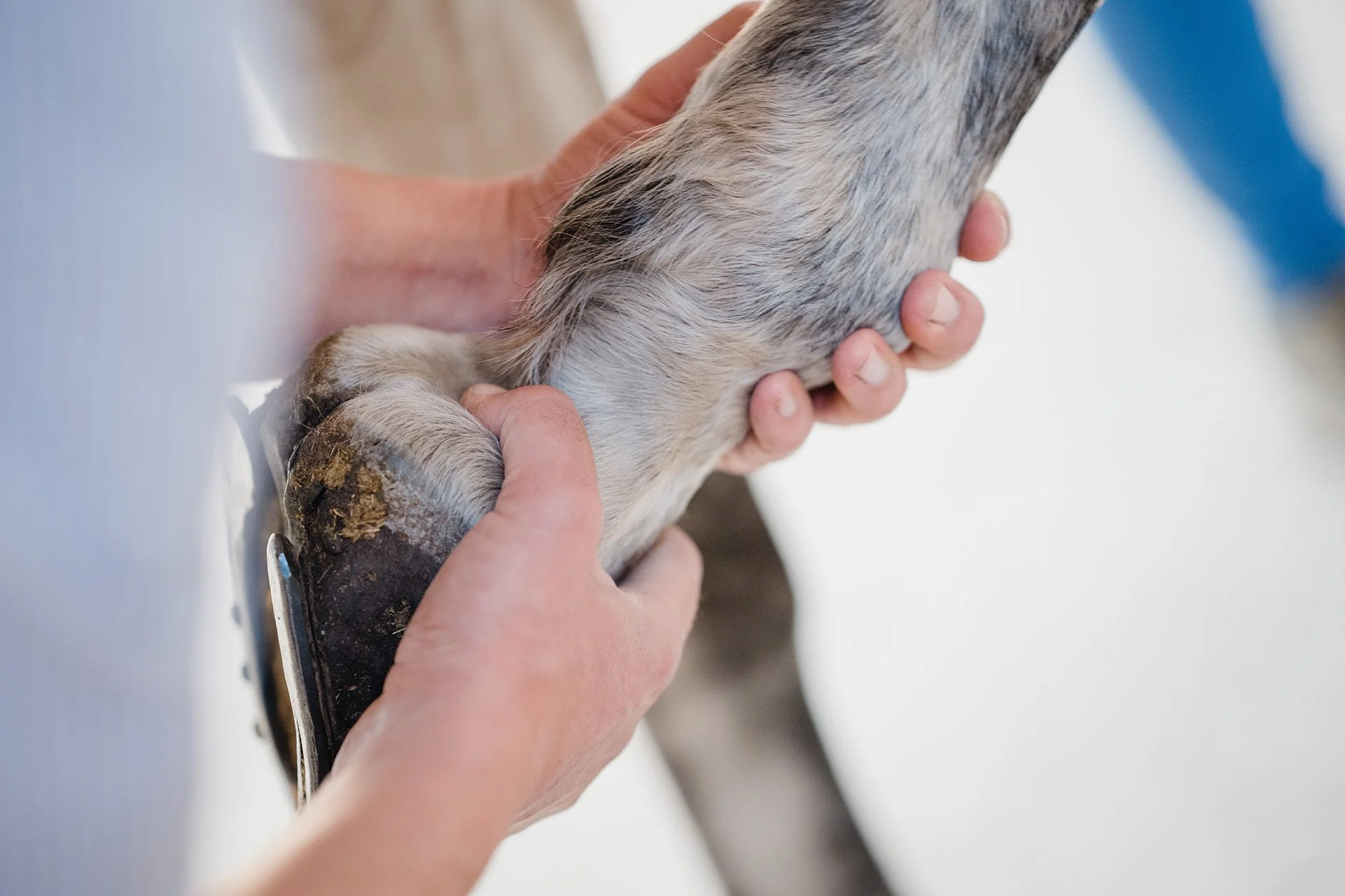 Pferdeklinik Seeburg Abtasten des Bewegungsaparates