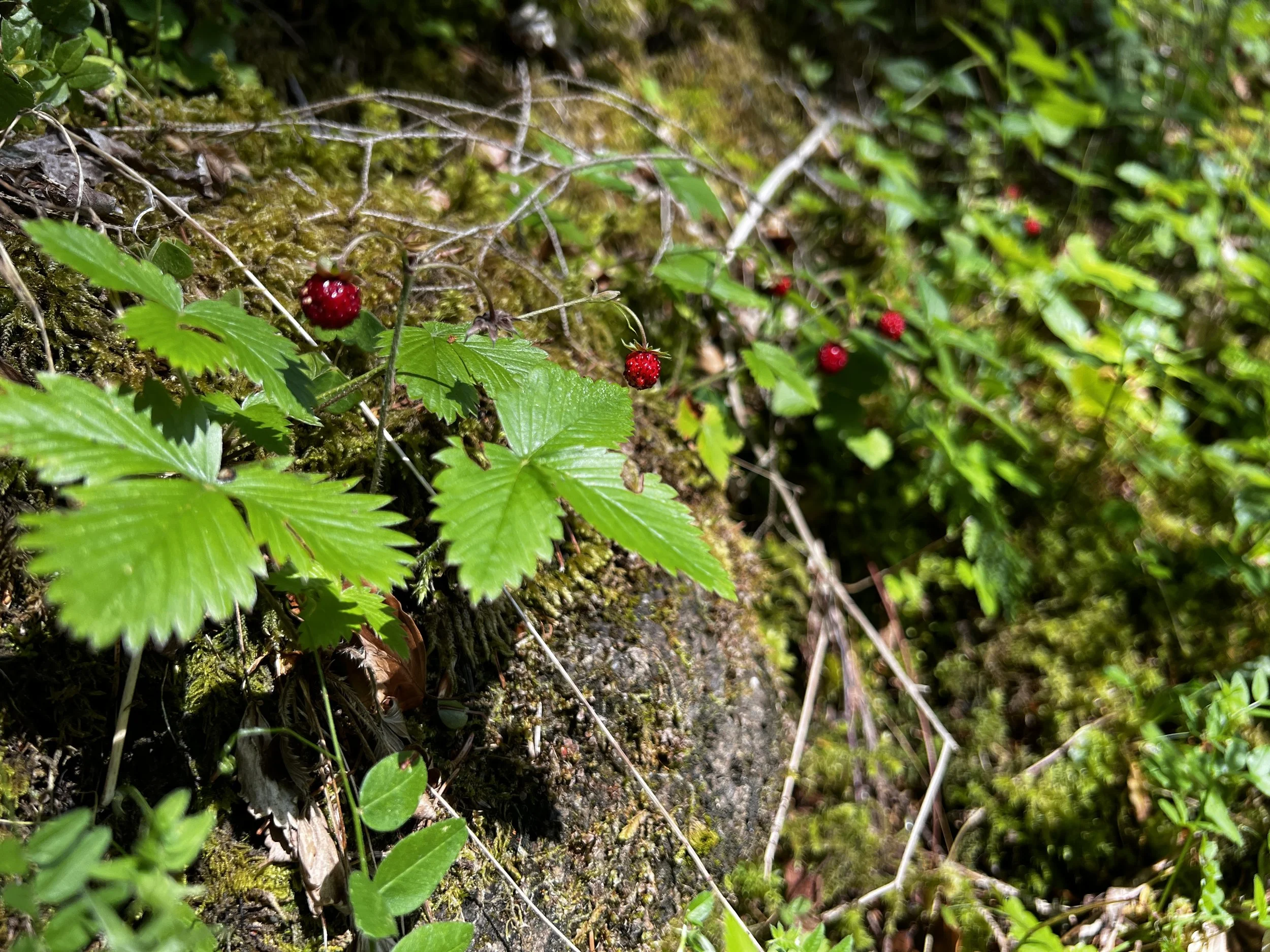 IMG_7924.jpeg