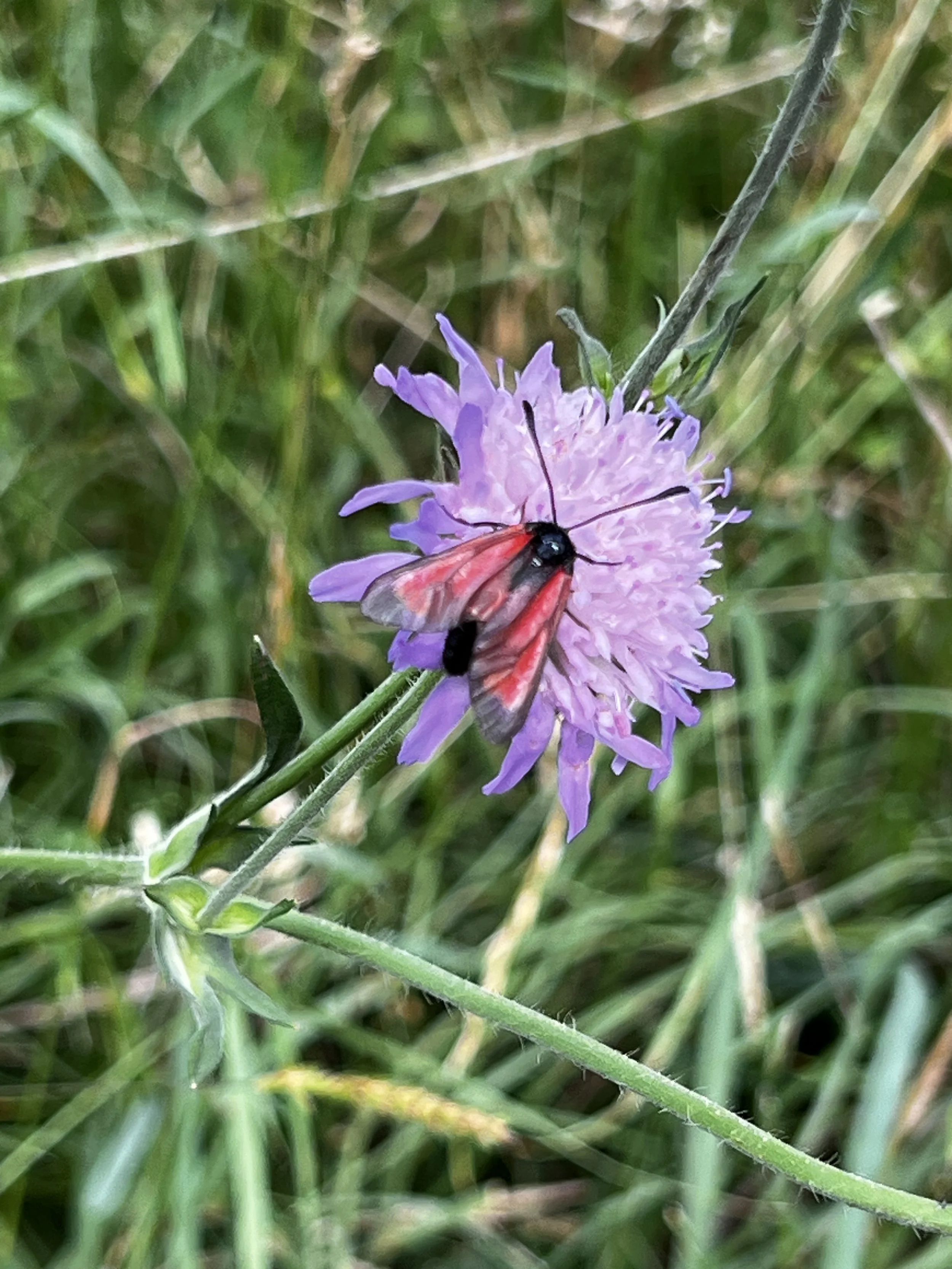 IMG_7966.jpeg