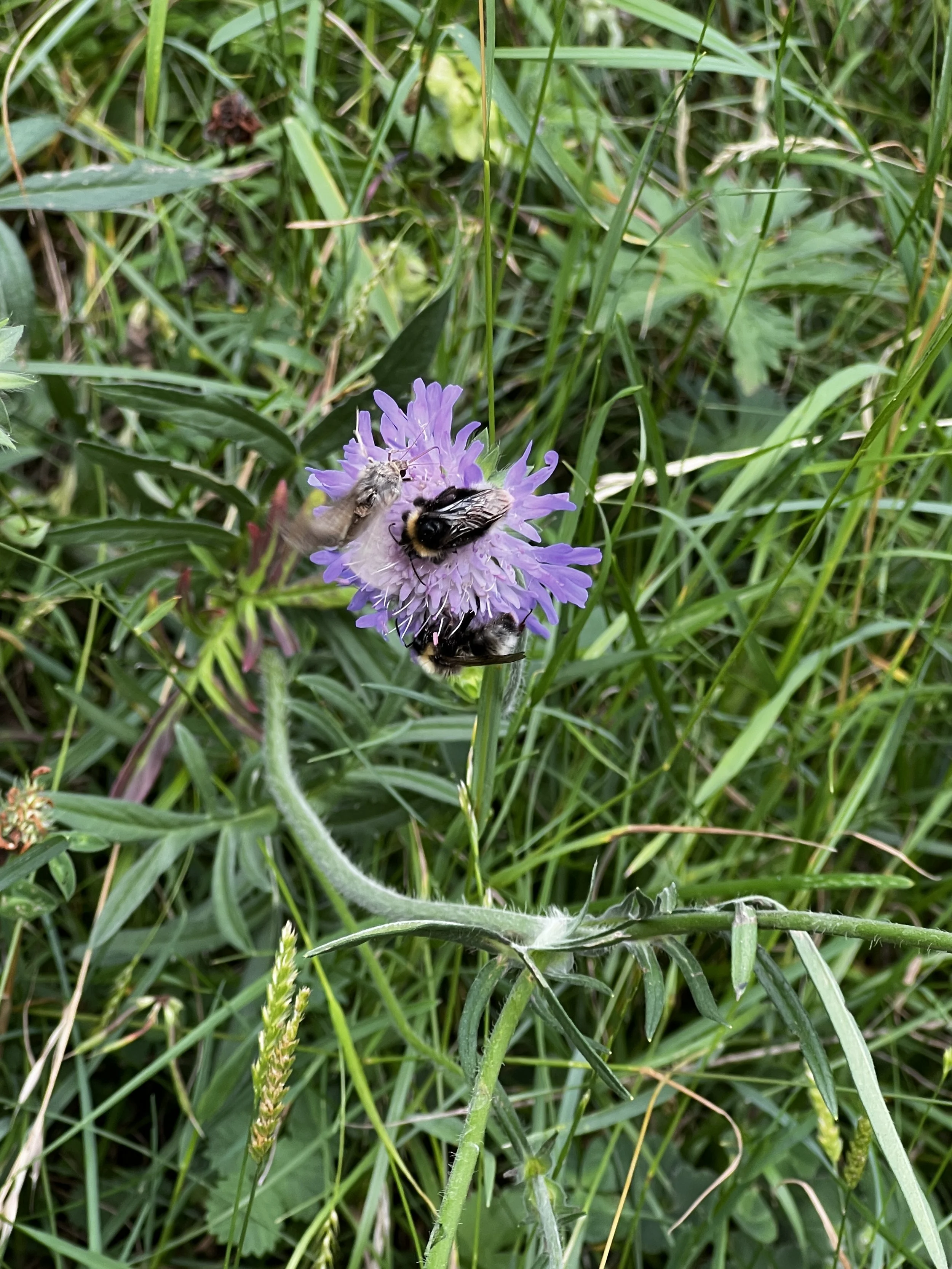 IMG_7965.jpeg