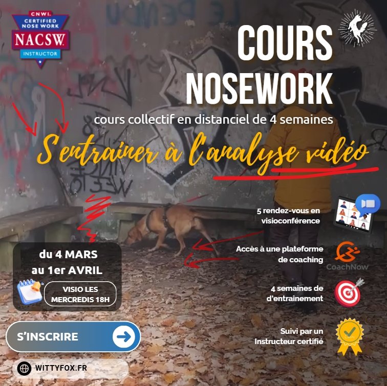 Cours collectif distanciel Progression Nosework : S'entrainer à l'analyse vidéo