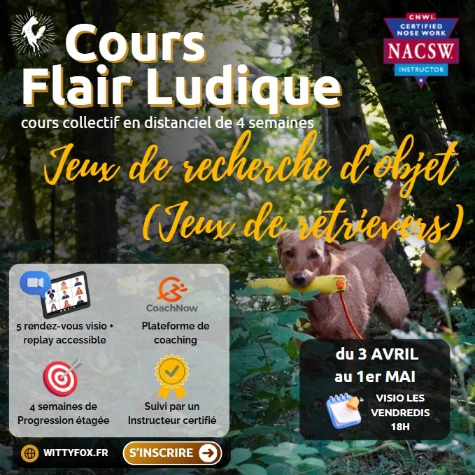 Cours collectif distanciel Flair Ludique : Jeux de recherche d'objet (jeux de retrievers)