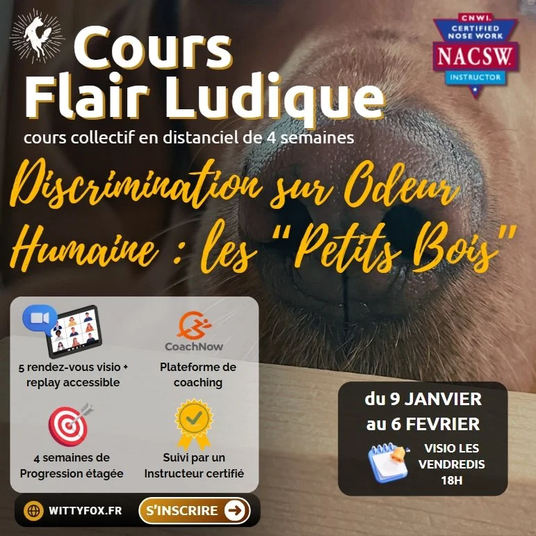 vignette cours petit bois.jpg