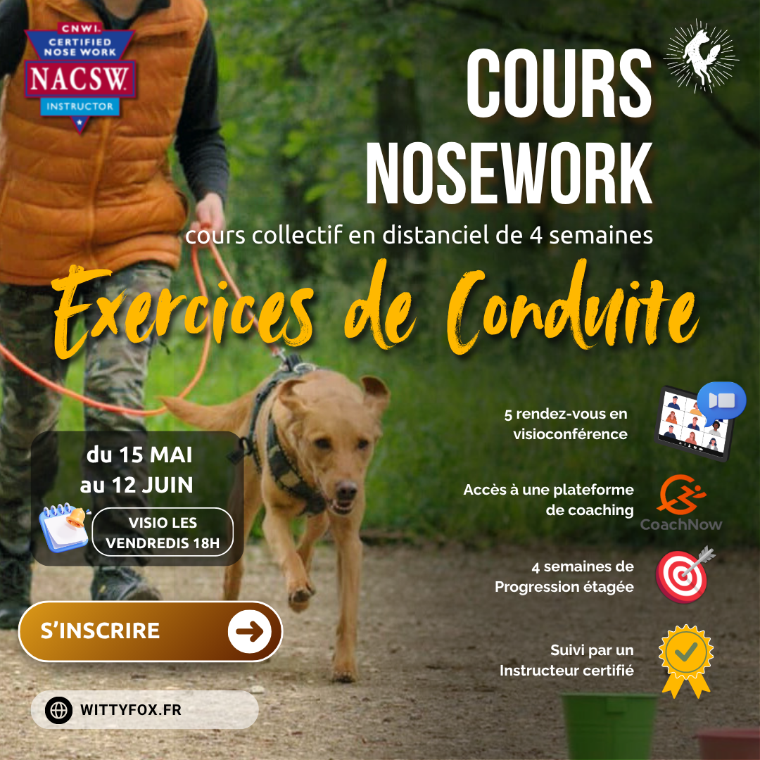 cours nosework jeux de conduite.png