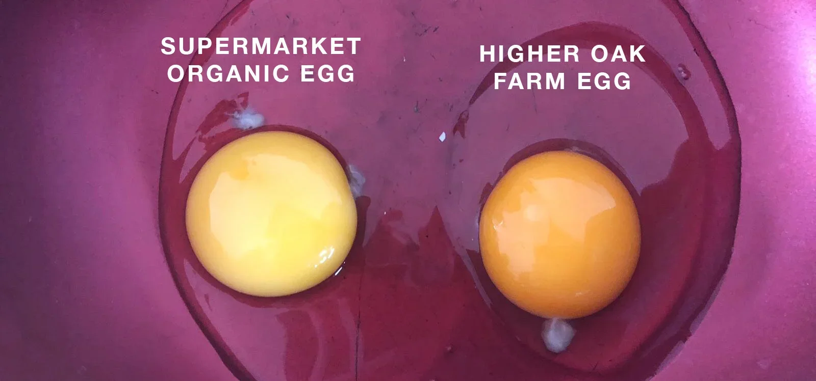 A supermarket organic egg compared side by side with a Higher Oak Farm Egg